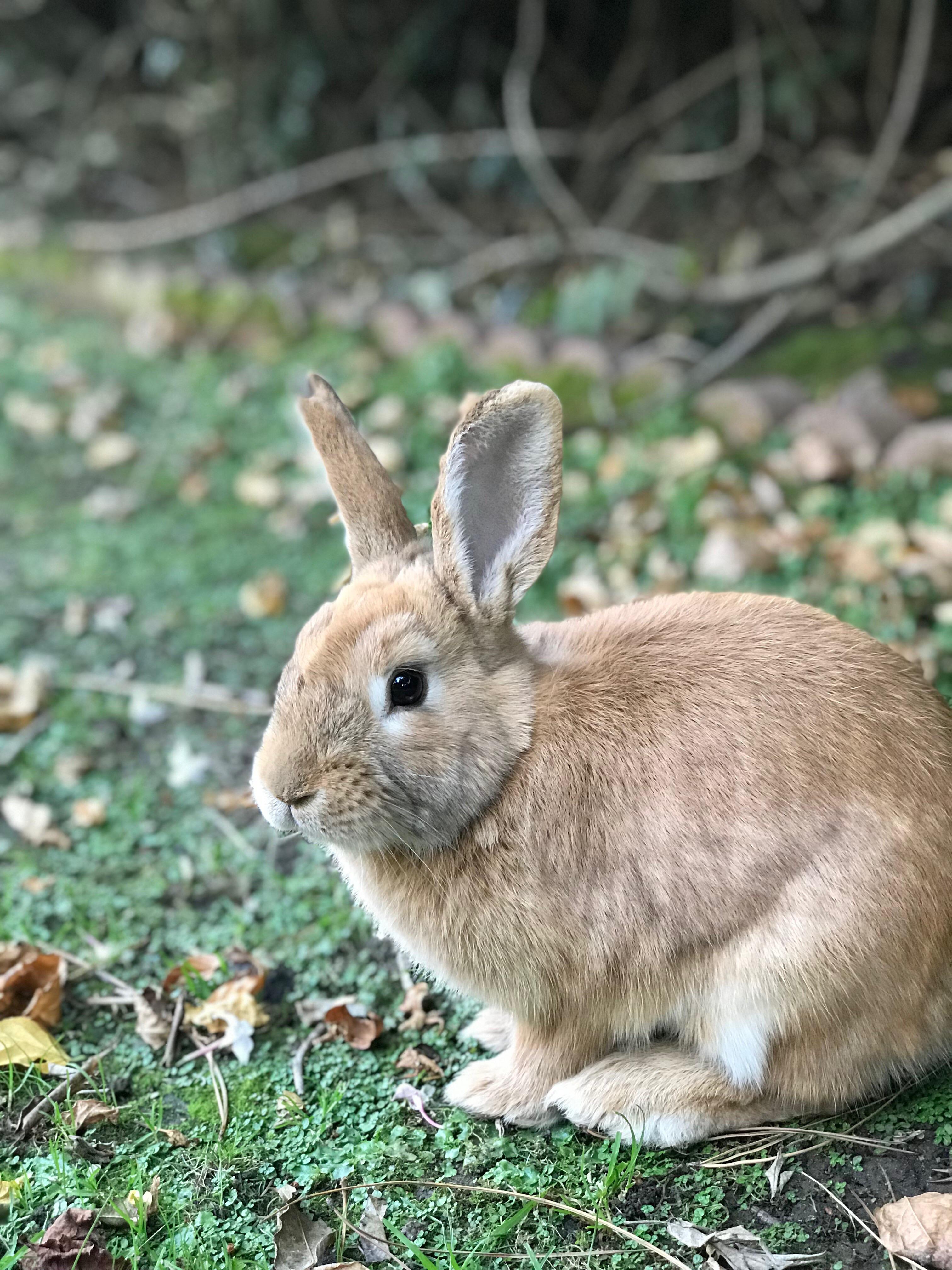 What bunny is this found in California, Bay Area r/animalid