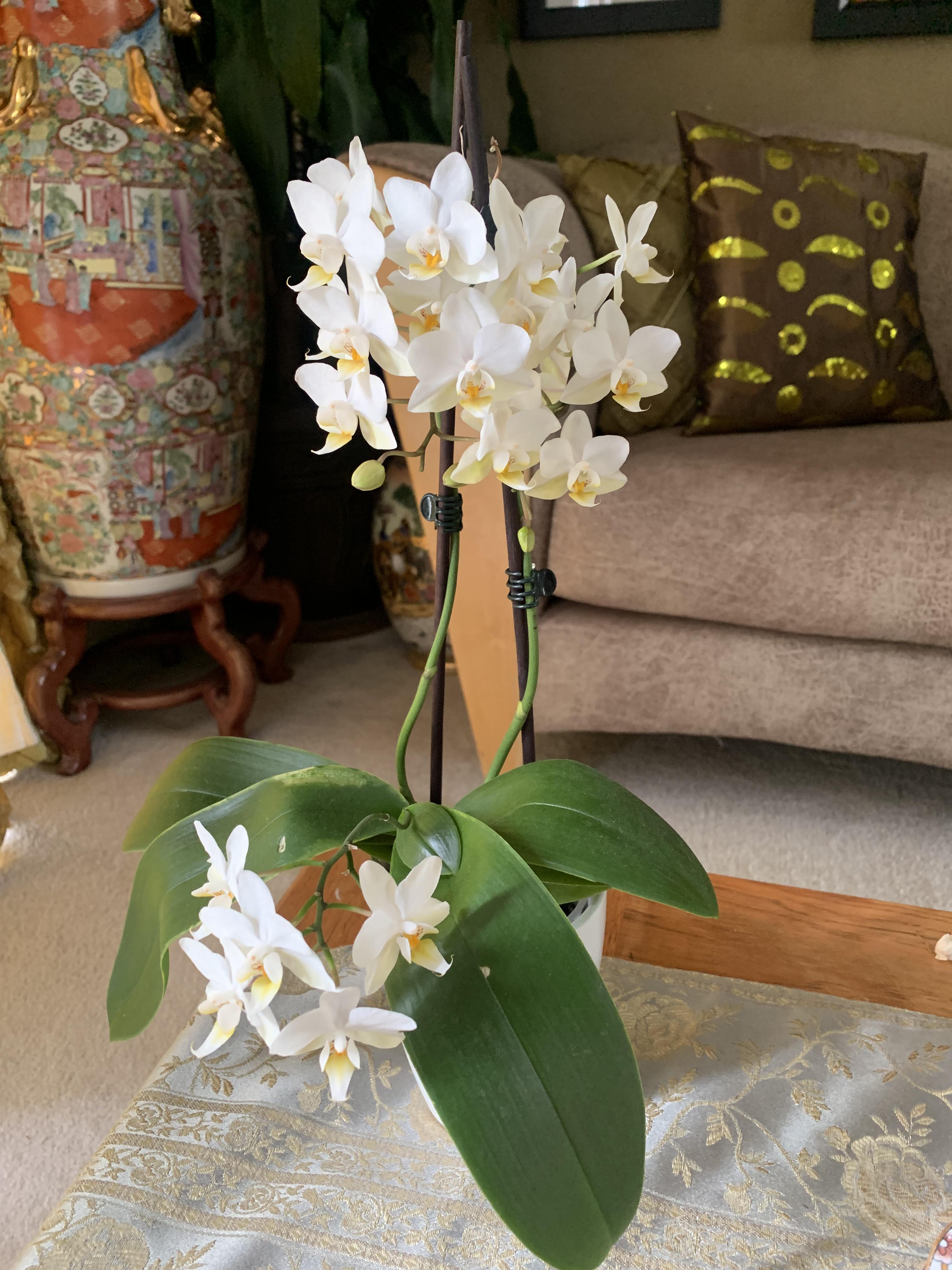 Purchased this dead orchid 8 months ago for 1 at a local supermarket