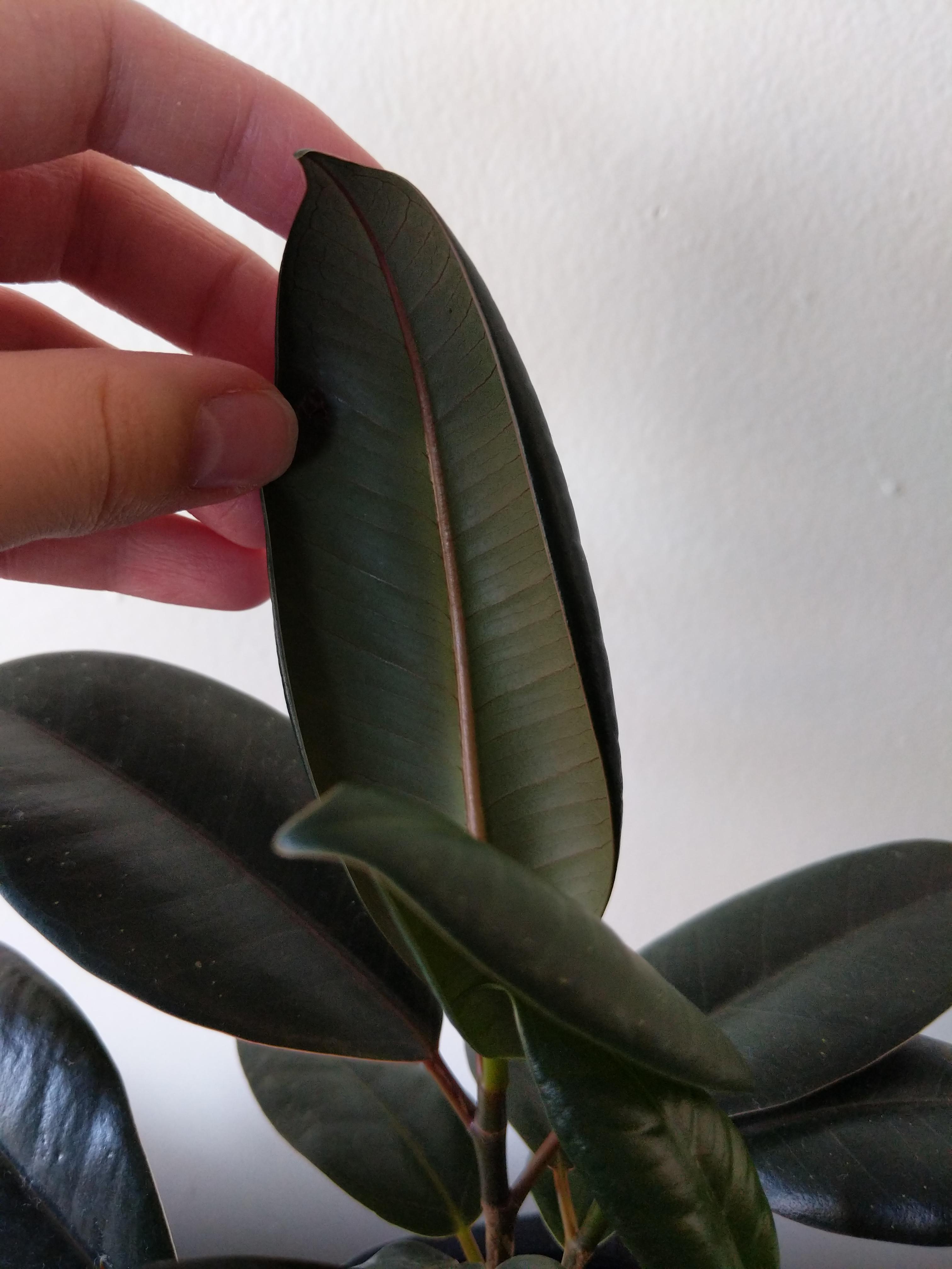 Rubber Plant has leaves curling outward. How can I fix this? r/plantclinic