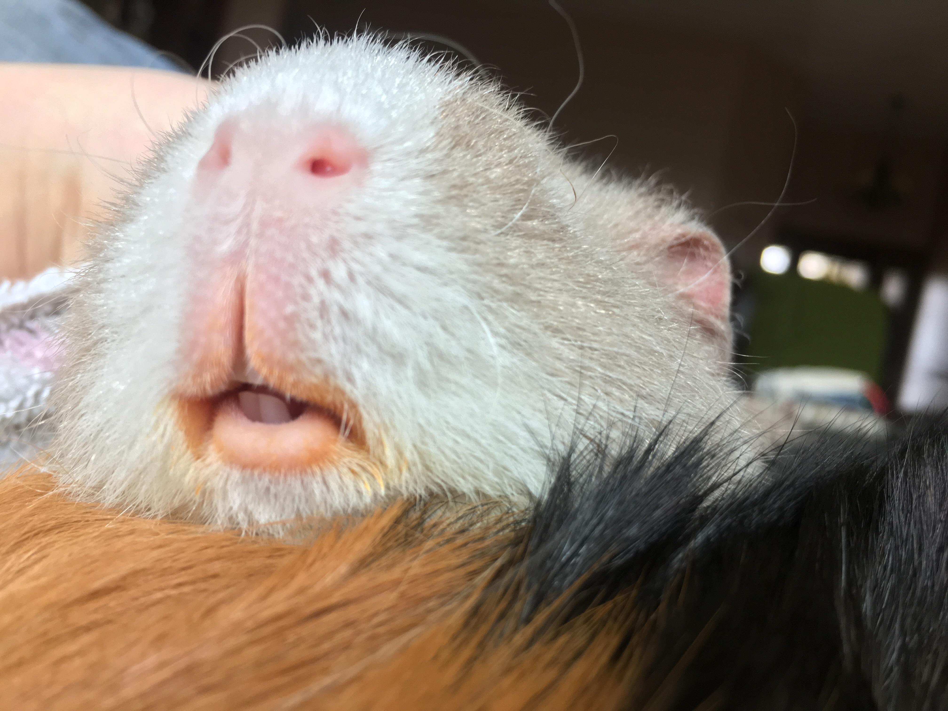 Guinea Pig lips are the best r/guineapigs