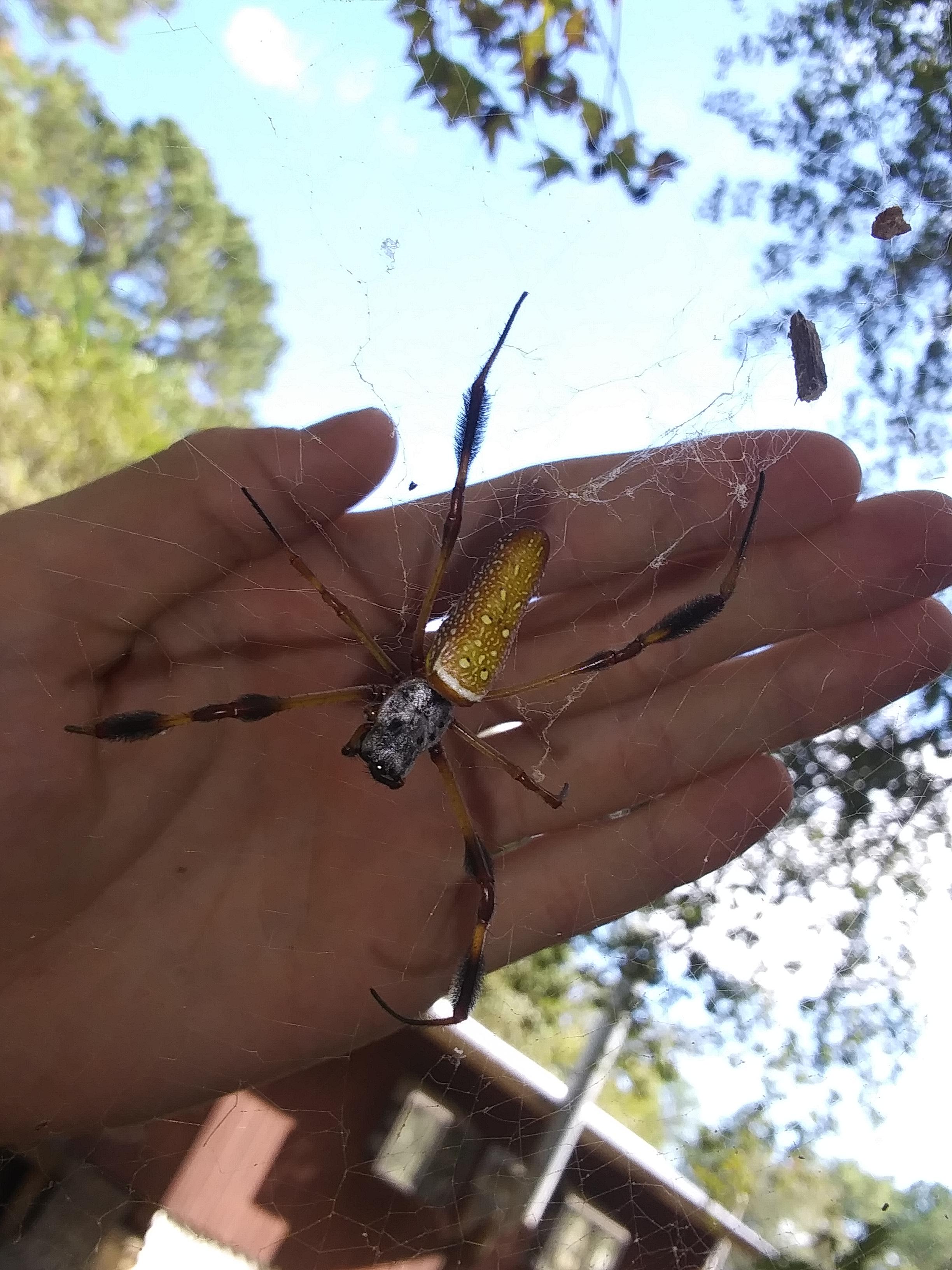 Found in a huge web in my back yard in north Florida can anyone help