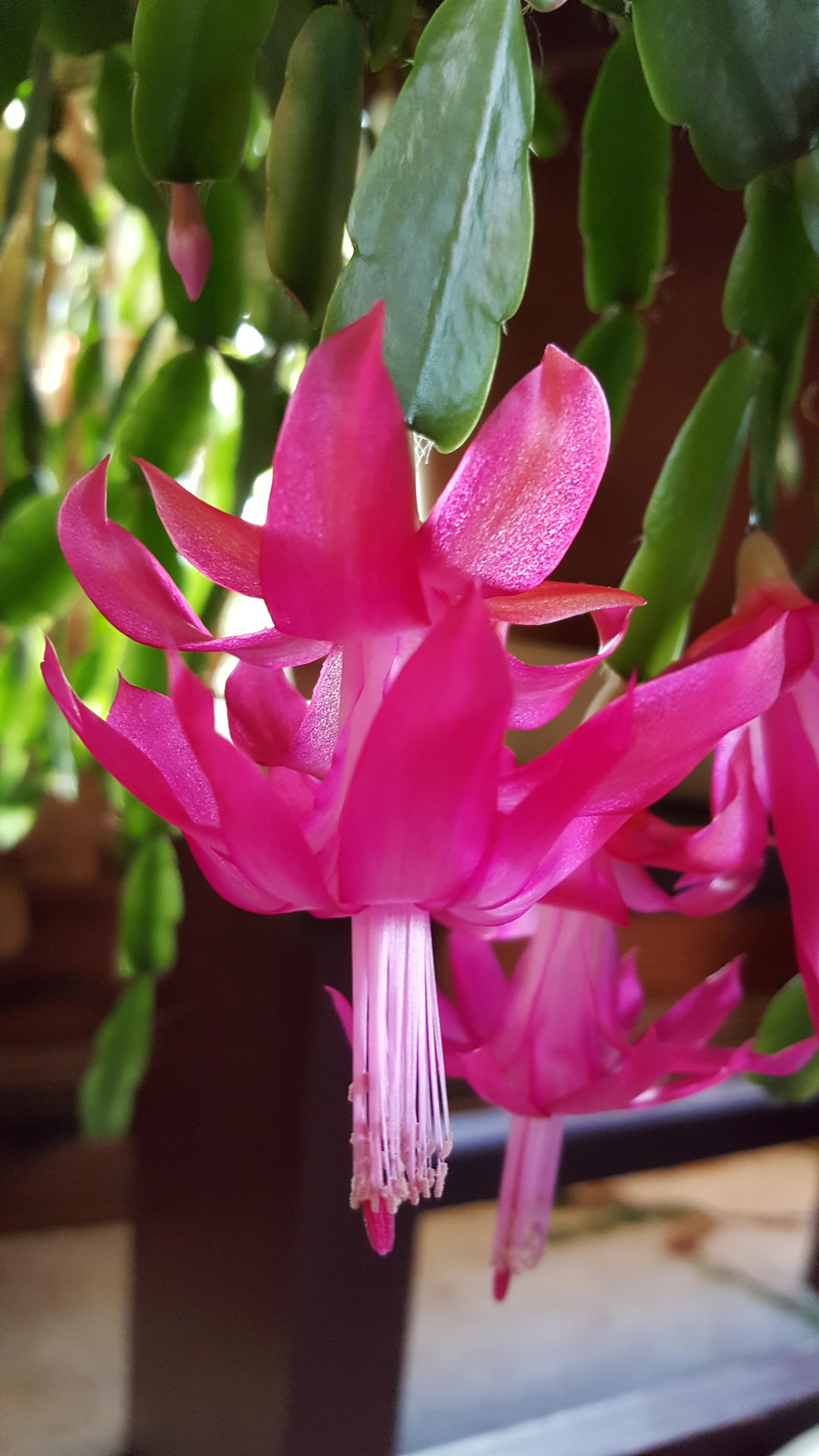 Christmas cactus is in full bloom! r/gardening