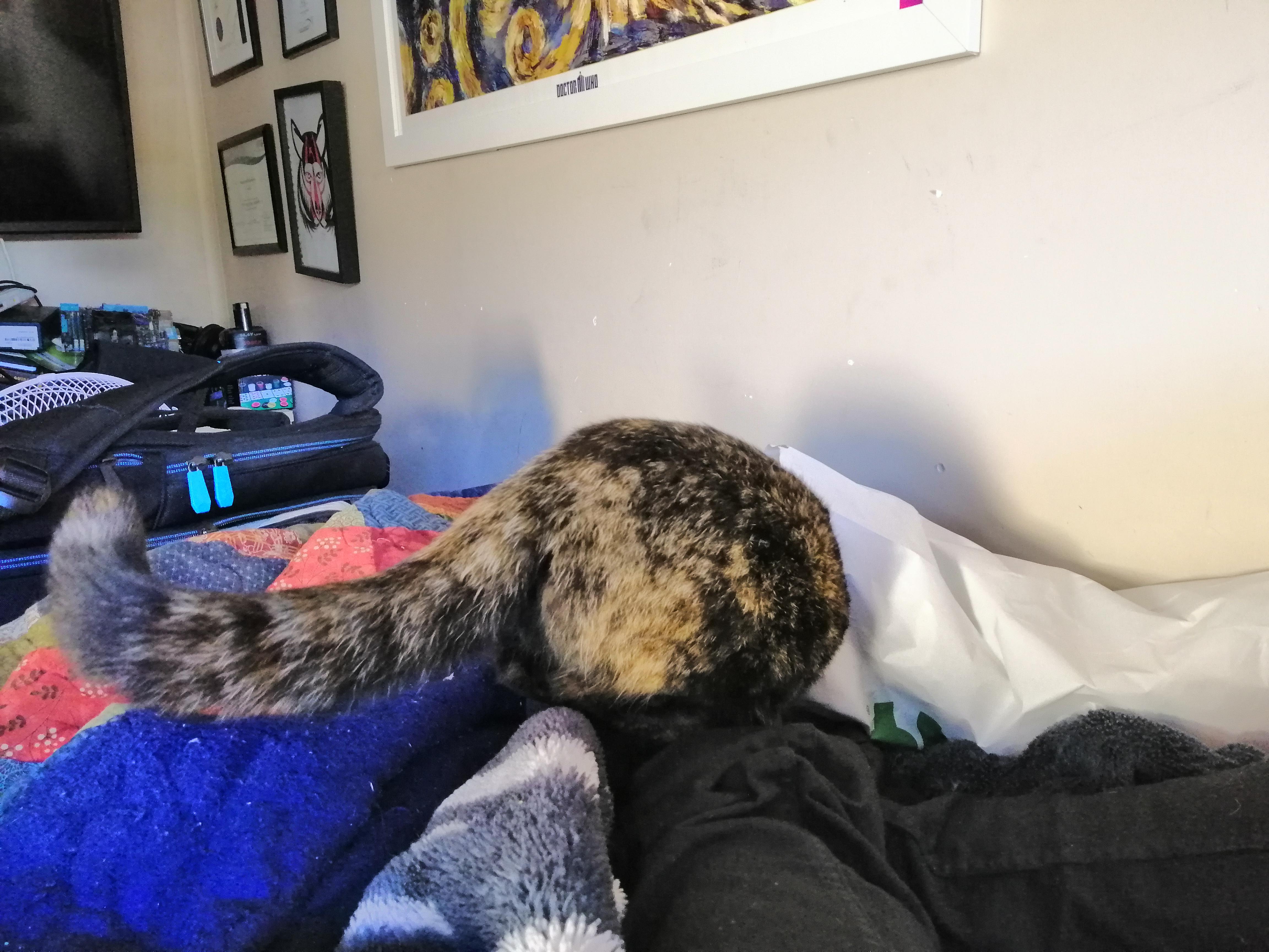 Any food left? Crawling into a subway bag... r/cats