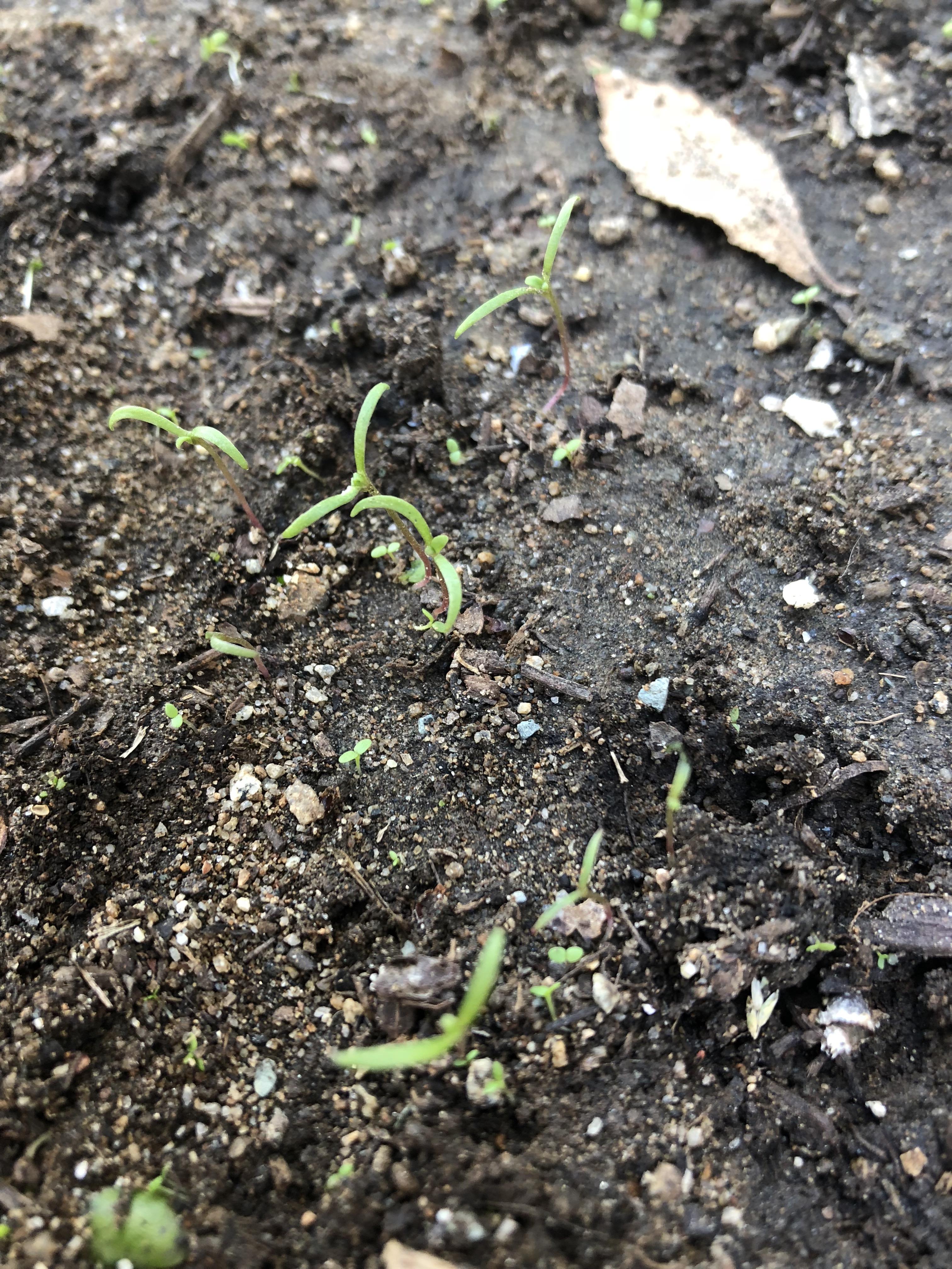 first poppy sprouts r/druggardening