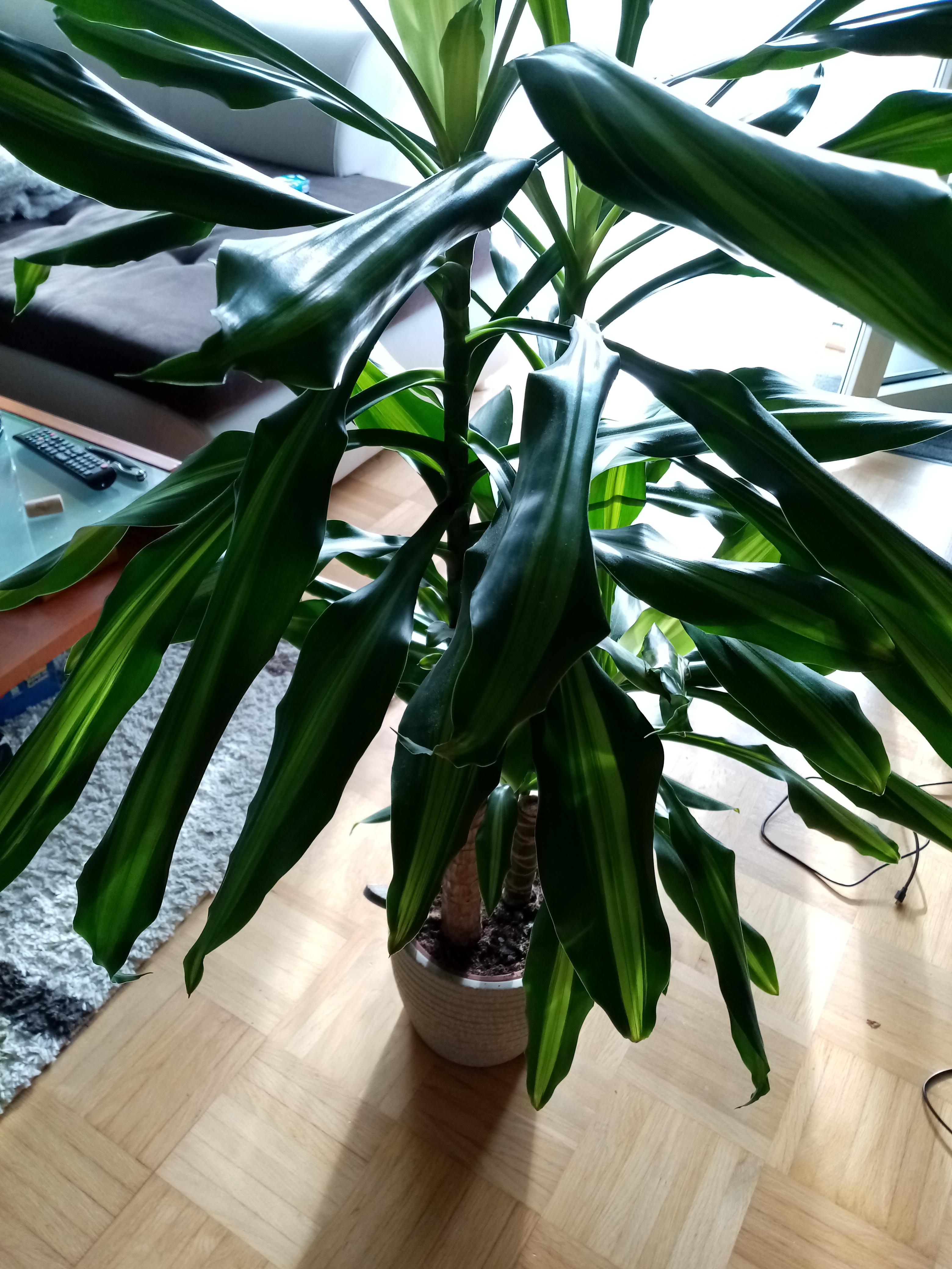 Why are the leaves on my dragon tree curling up like this? It seems