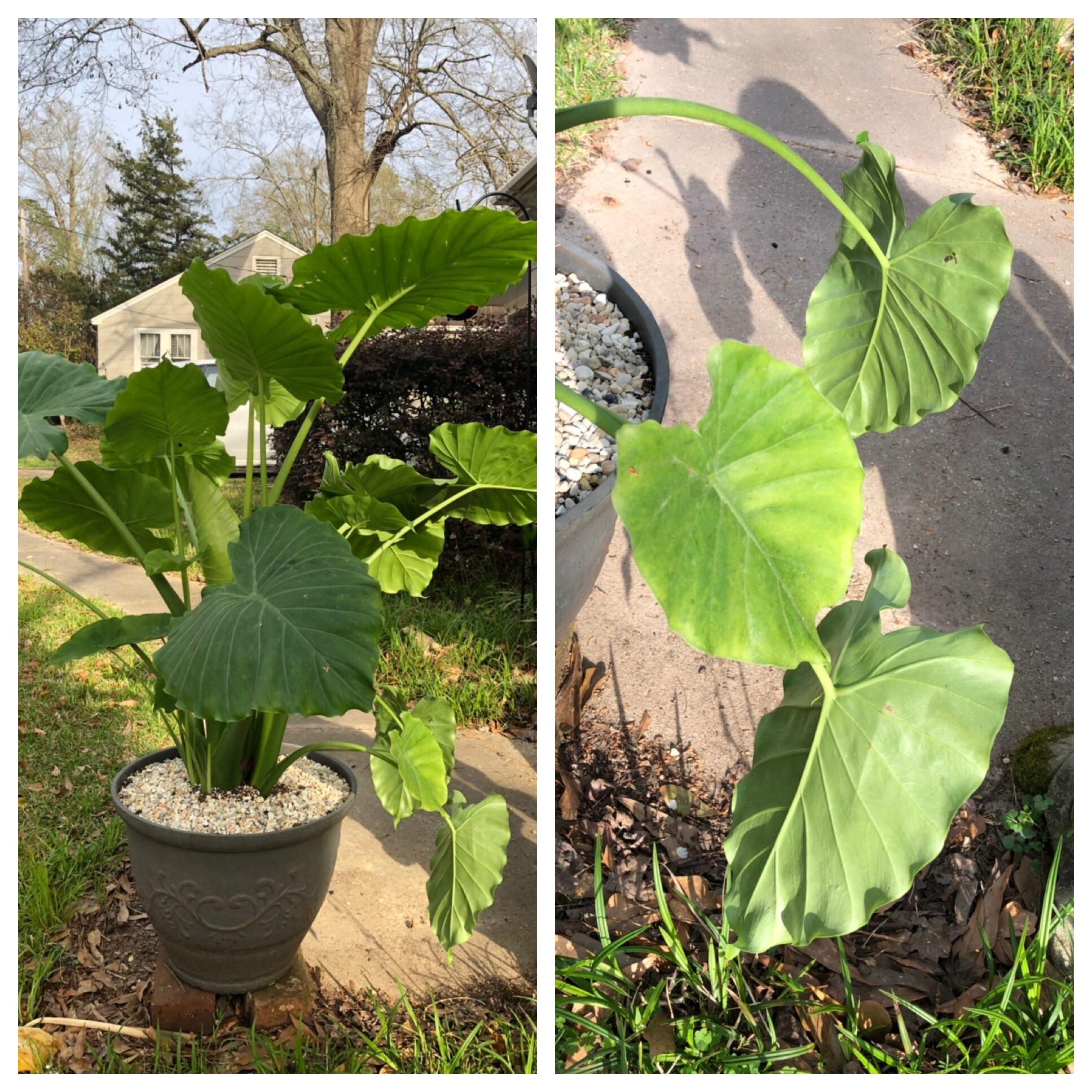 Drooping leaves r/Horticulture