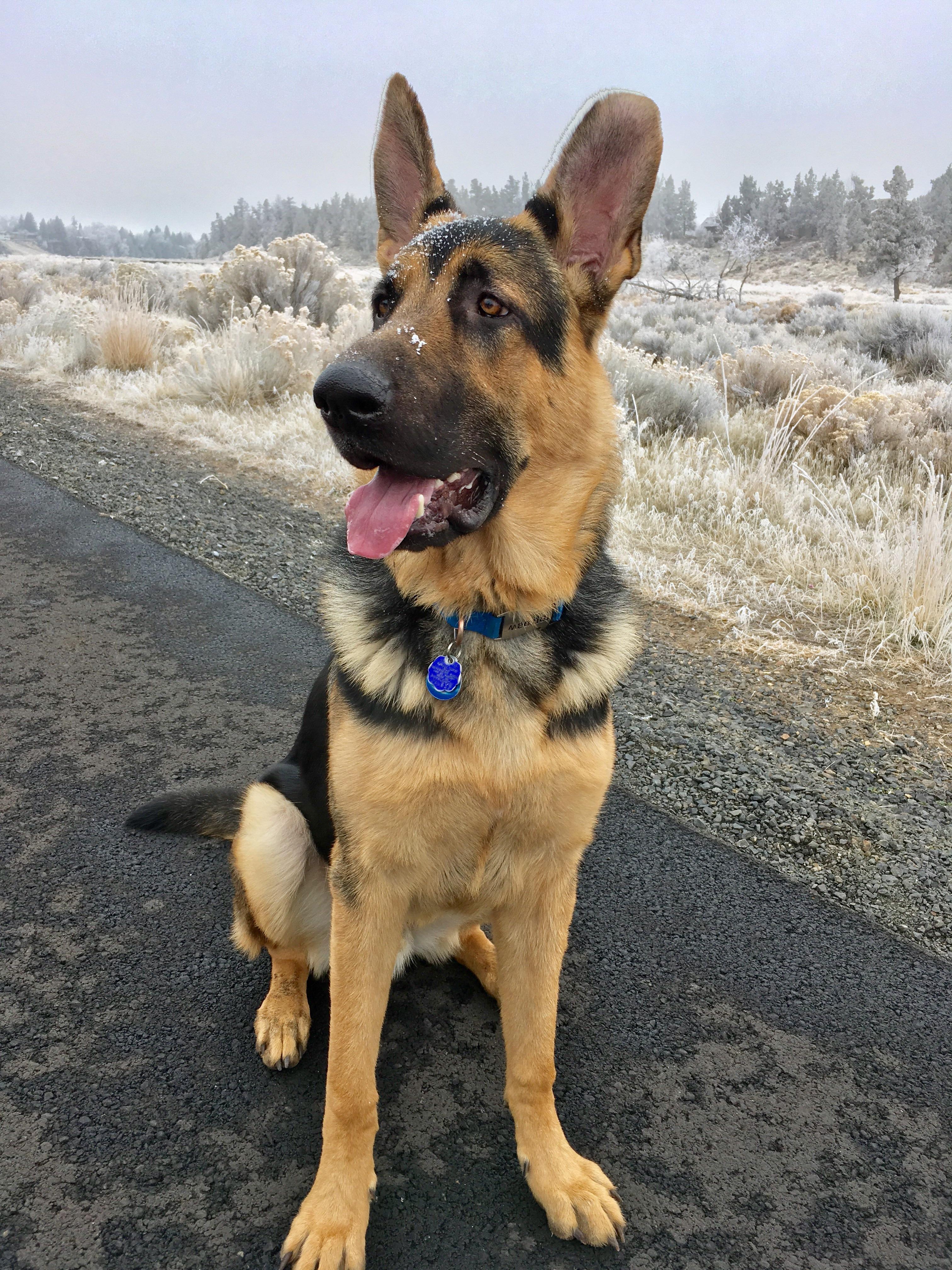 My 15 month old King Shepherd / German Shepherd, Zeus. He