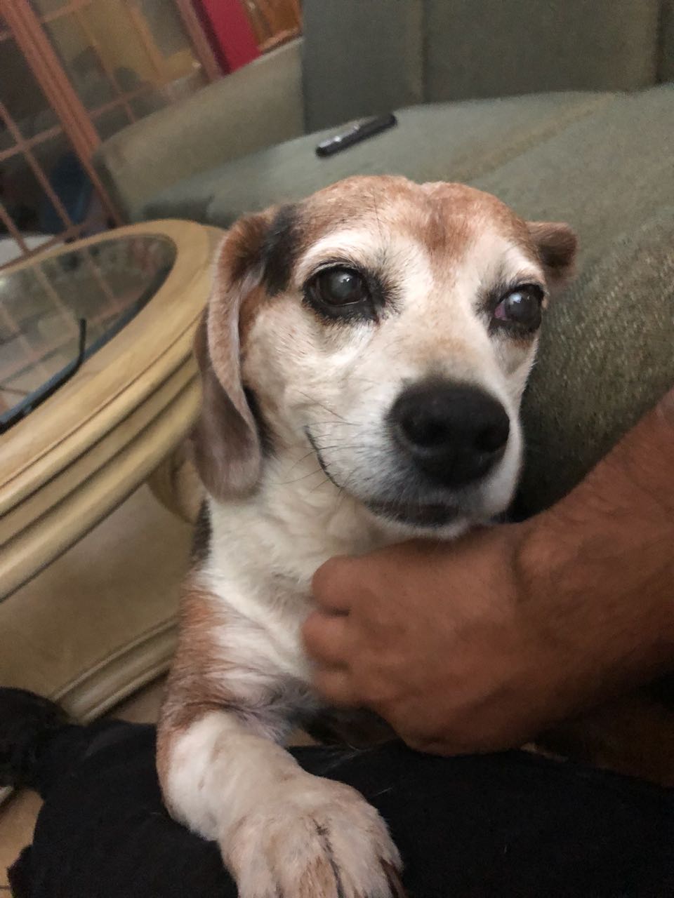 Dude, my gfs dog loves me so much, look how he stares at me... r/pics