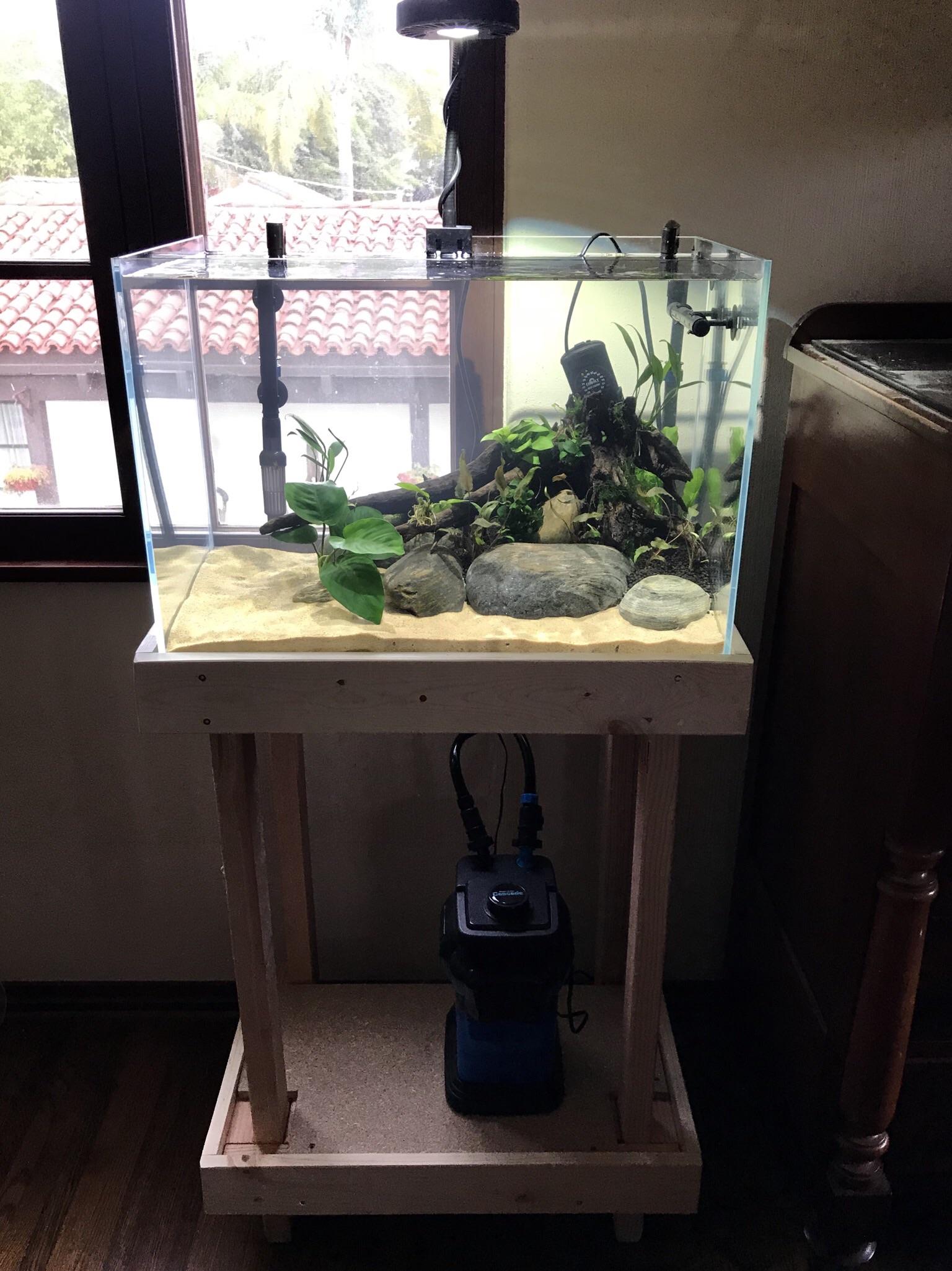 Three Days In 20g Rimless Planted r/Aquariums