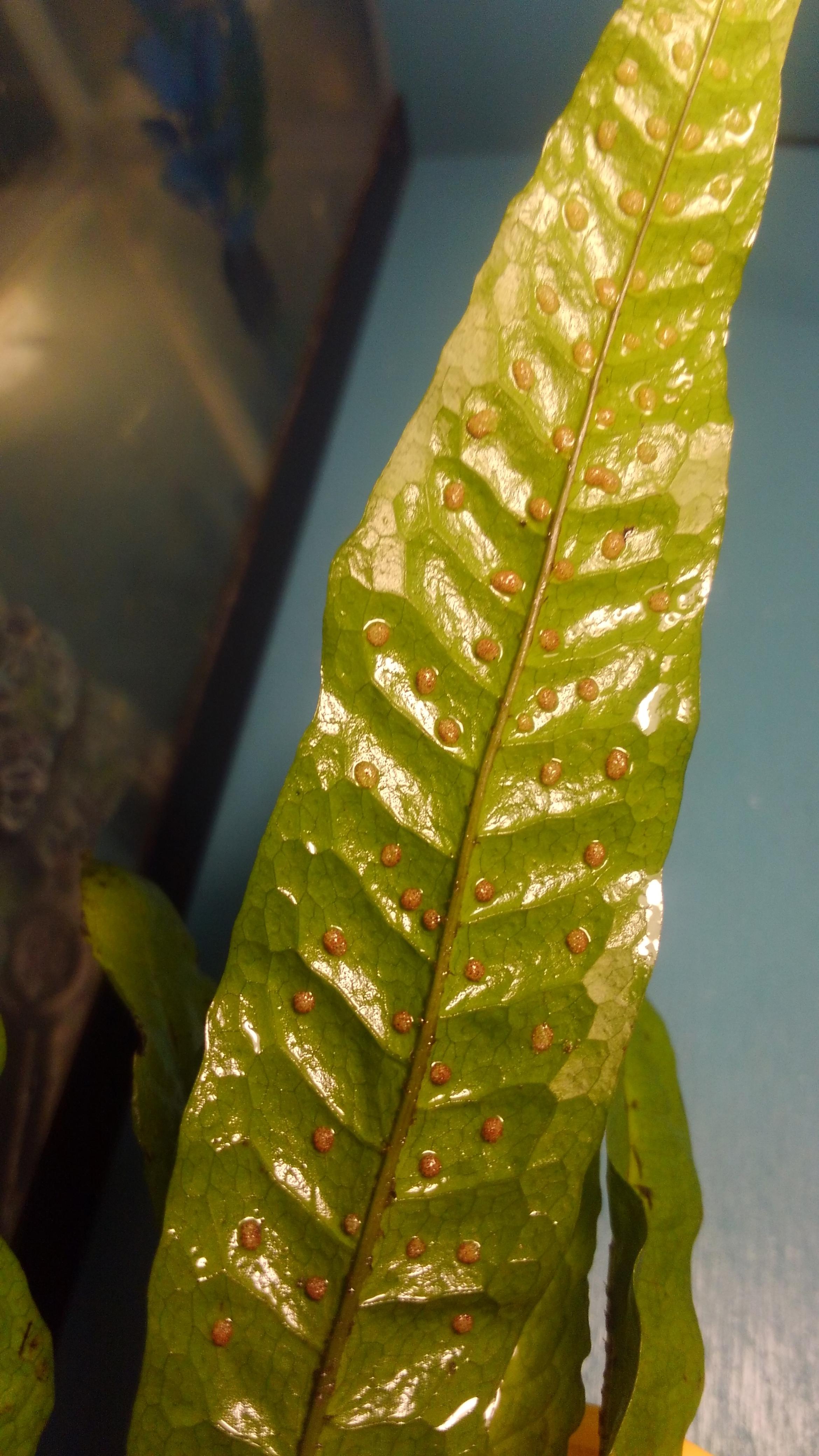 Are these snail eggs on java fern? r/PlantedTank