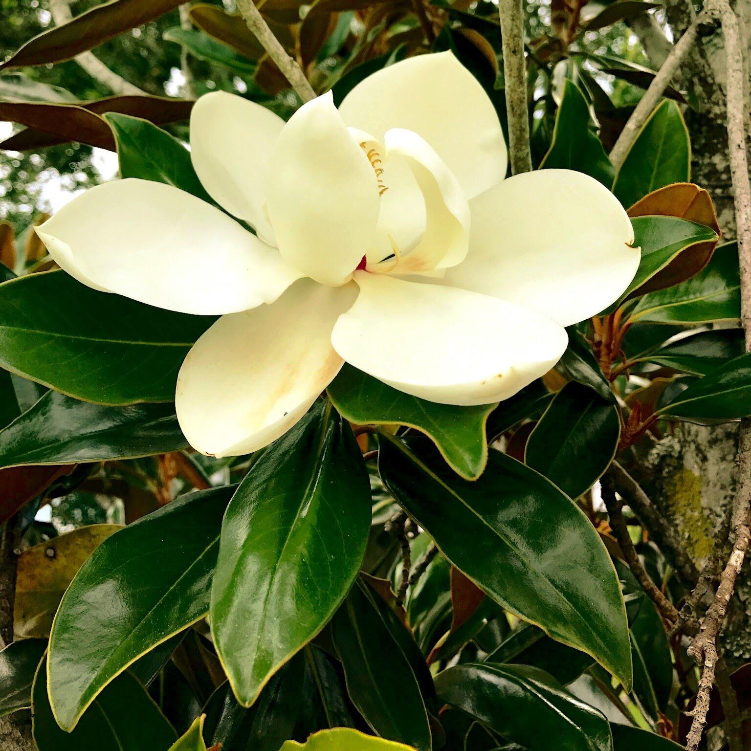 Photo of a magnolia I took back when I lived in the Magnolia State