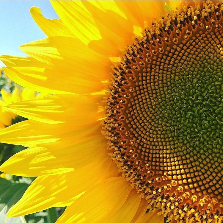 Legendary Sunflowers! (Near Jamestown) r/northdakota