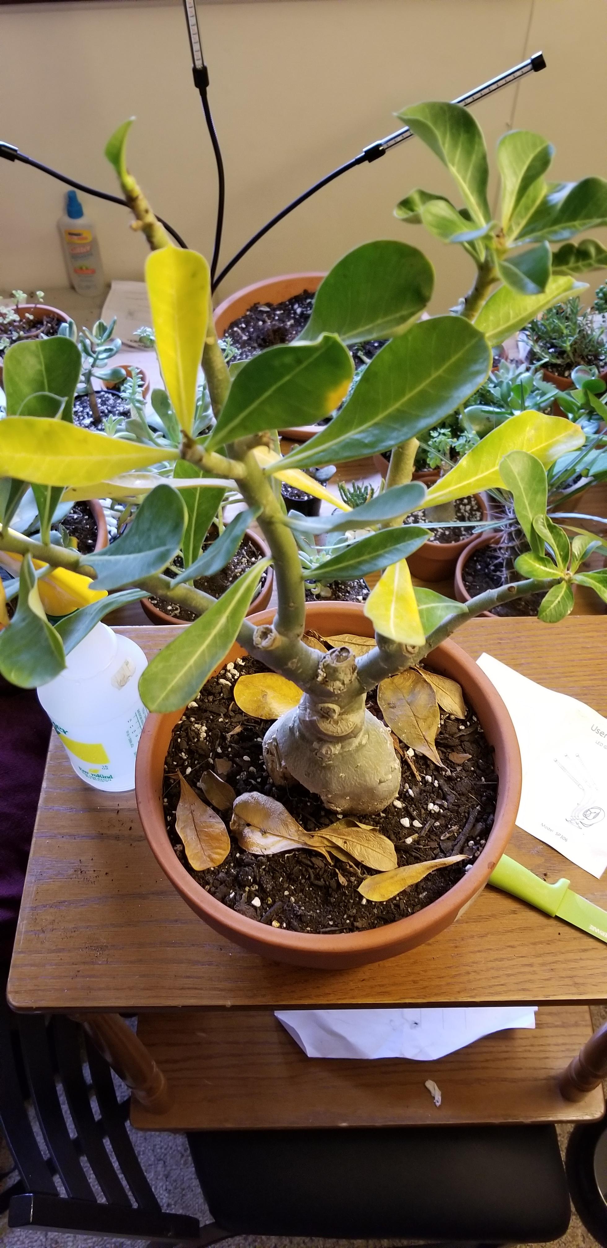 Adenium Desert Rose leaves yellow before falling off in
