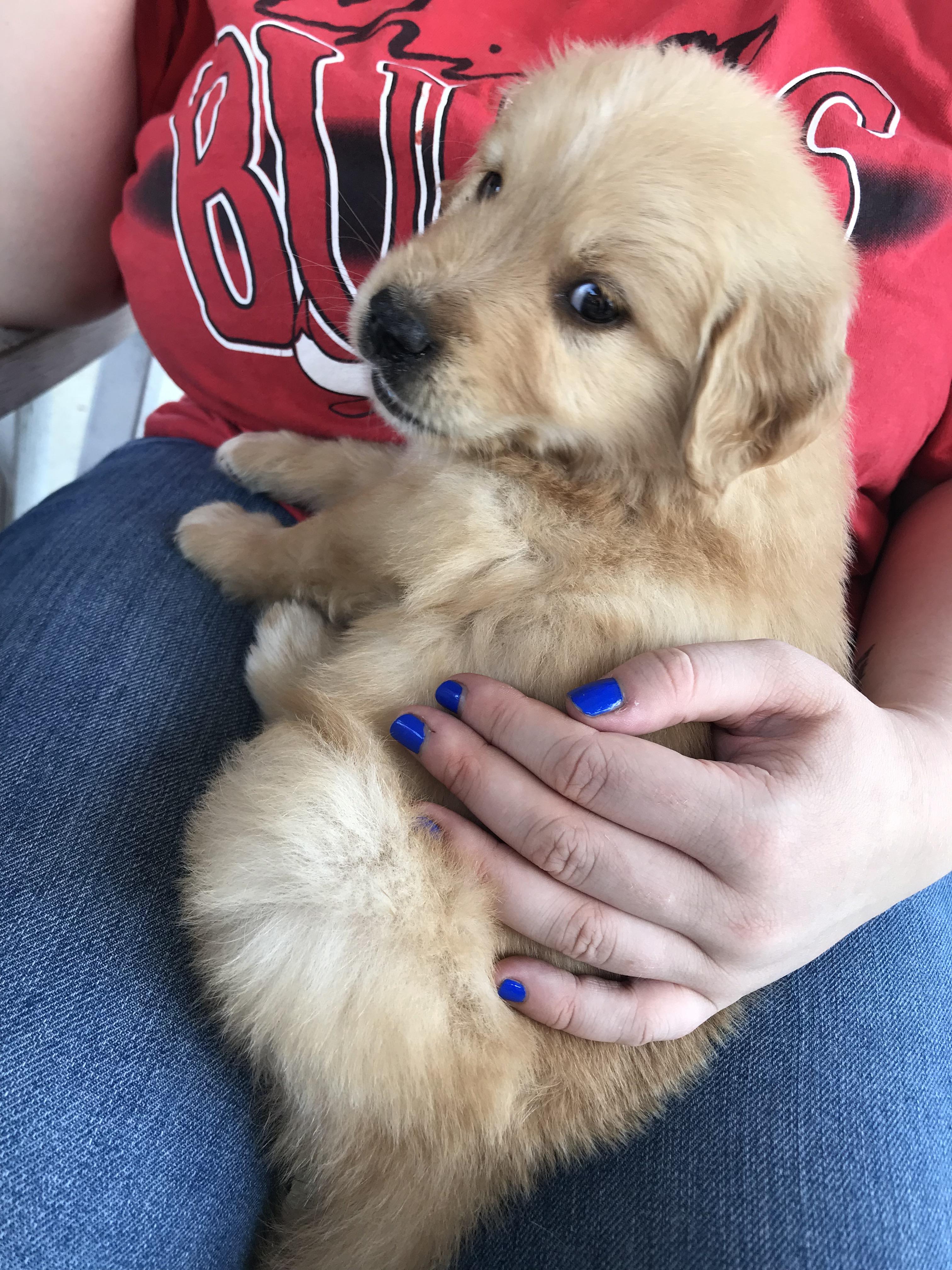 Reddit! I got a puppy. His name is Oli. r/pics