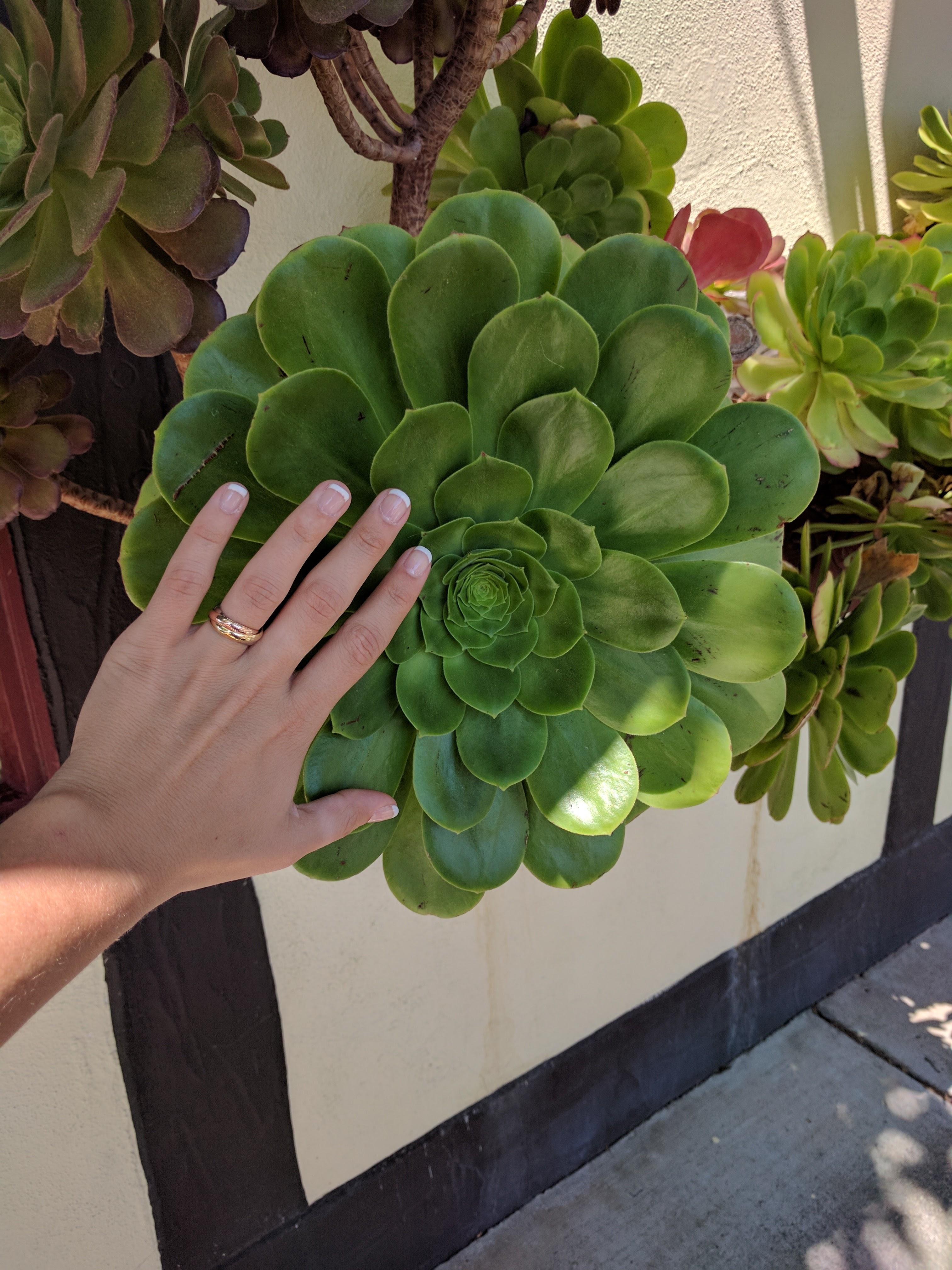Giant succulent in California r/succulents