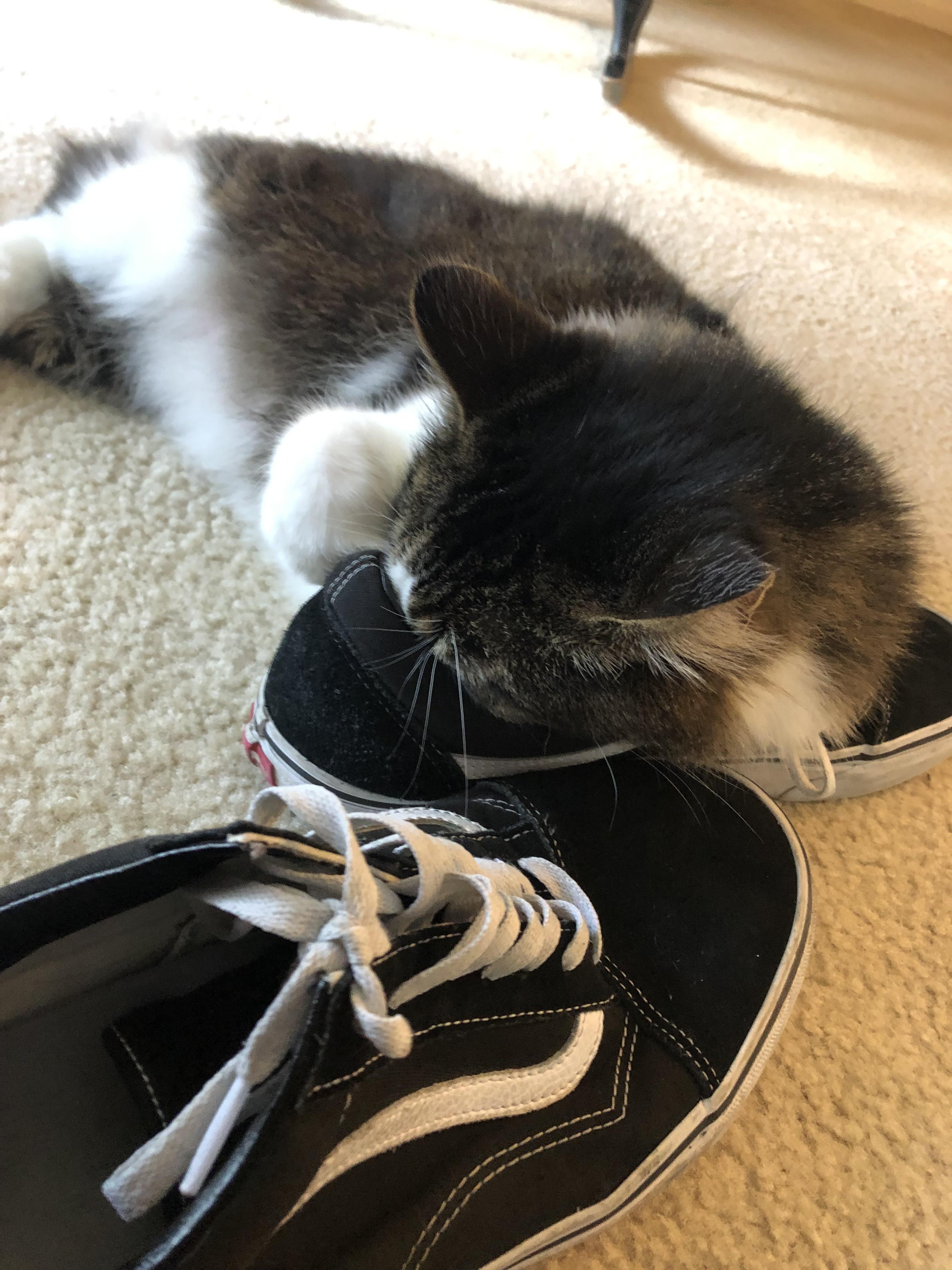 Cat fell asleep with his face inside my shoe r/WhatsWrongWithYourCat