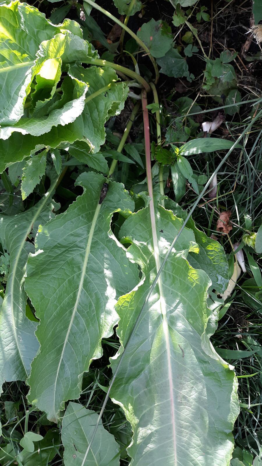 Is this Rhubarb or a weed? r/plants