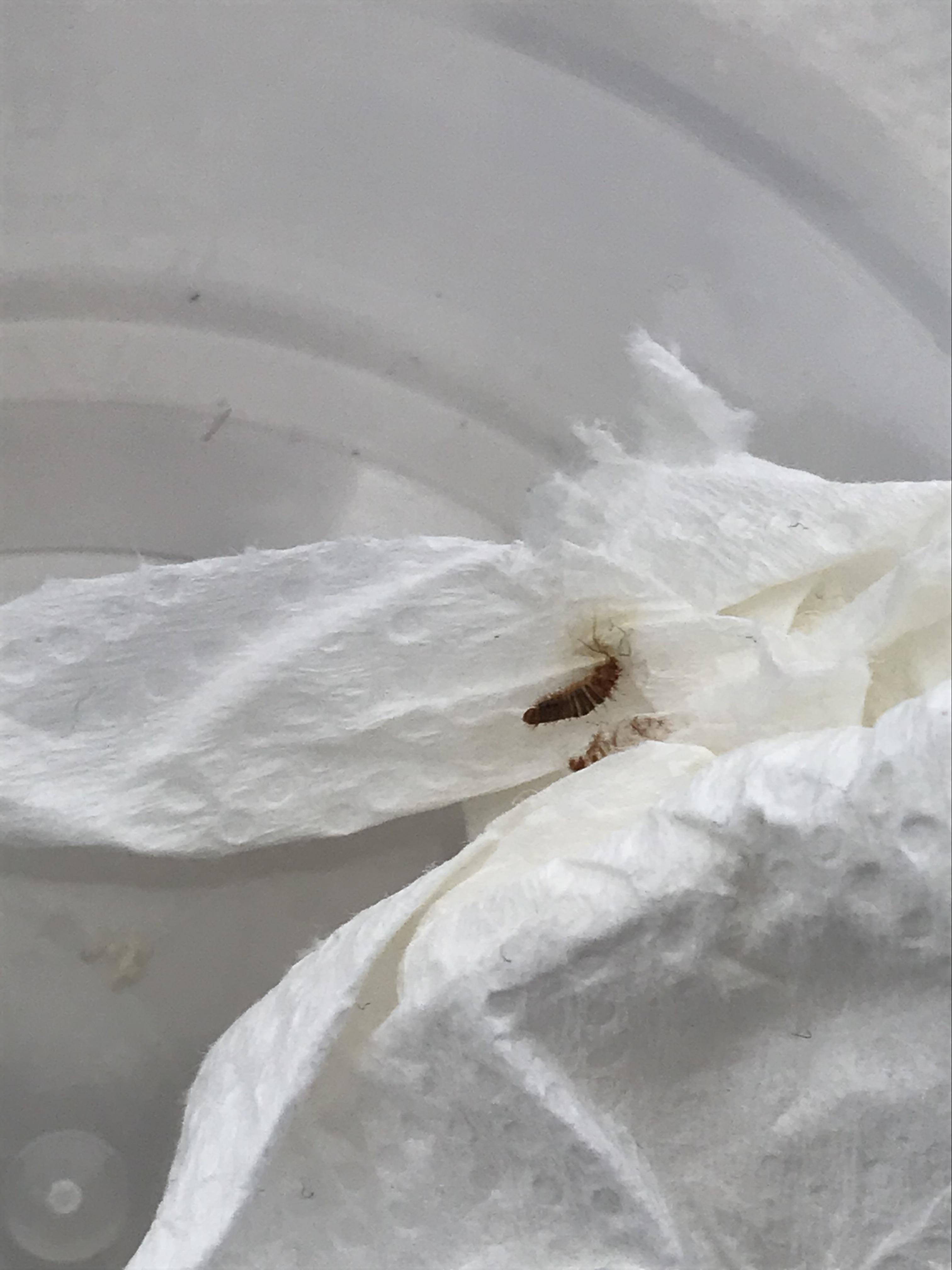 What is this? Found in Bloomington, Indiana (Midwest USA) in mattress