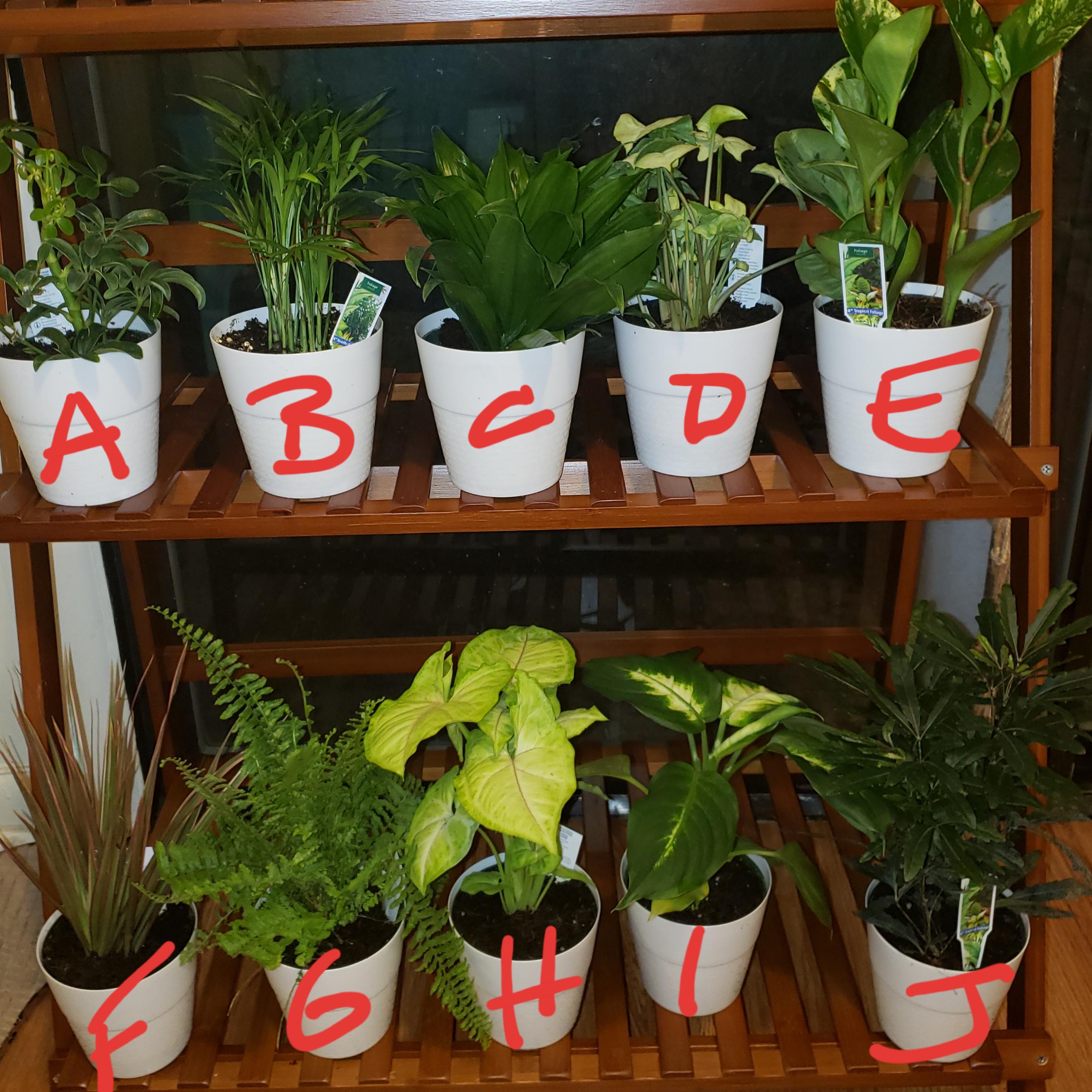 I bought these cute plants at Aldi. Can someone help me identify them