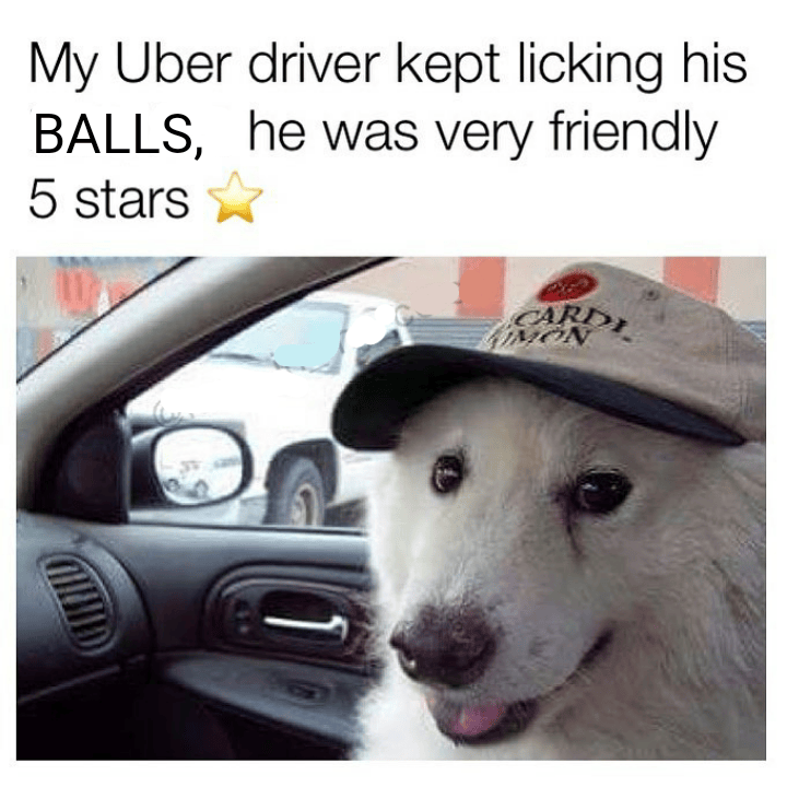 Uber dog memes