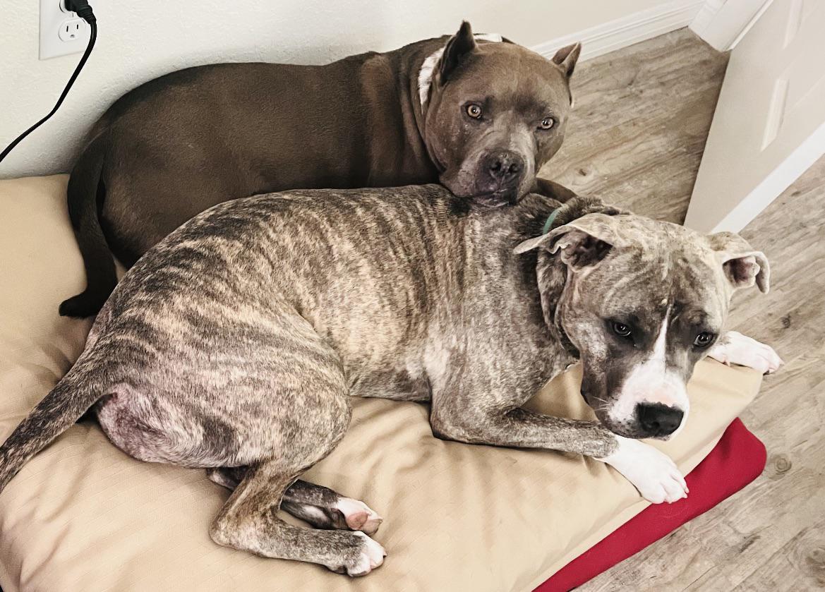 I got asked why I keep posting the same dogs…. 😳 um why would I post