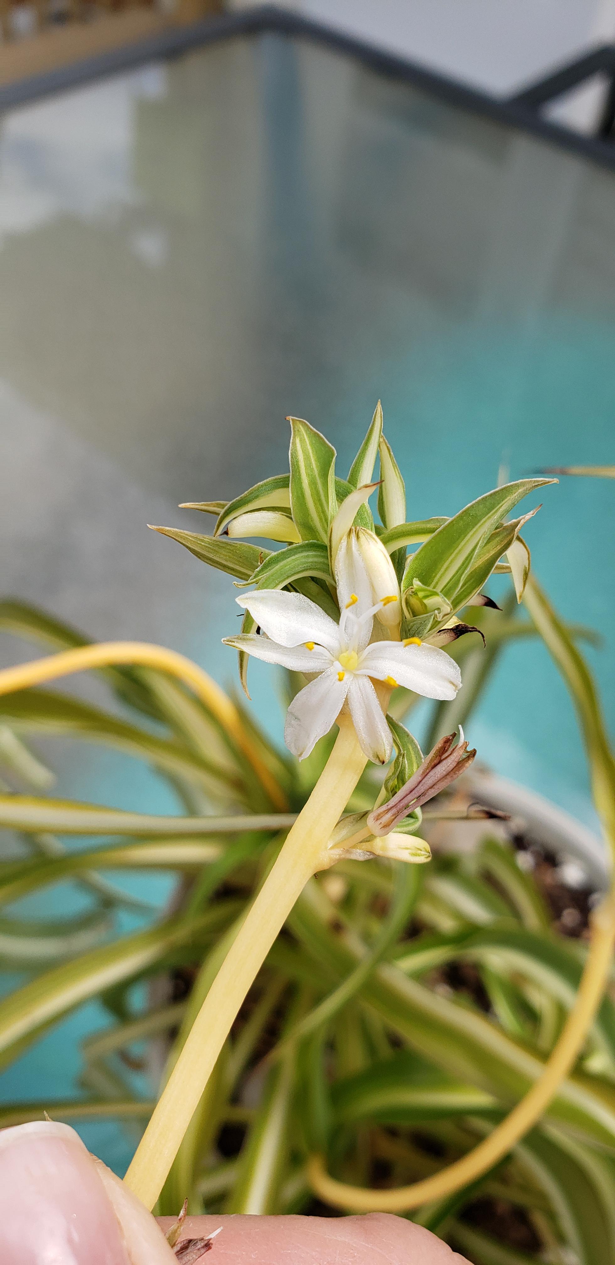 My spider plant flowered! Tossed her outside in late spring and was