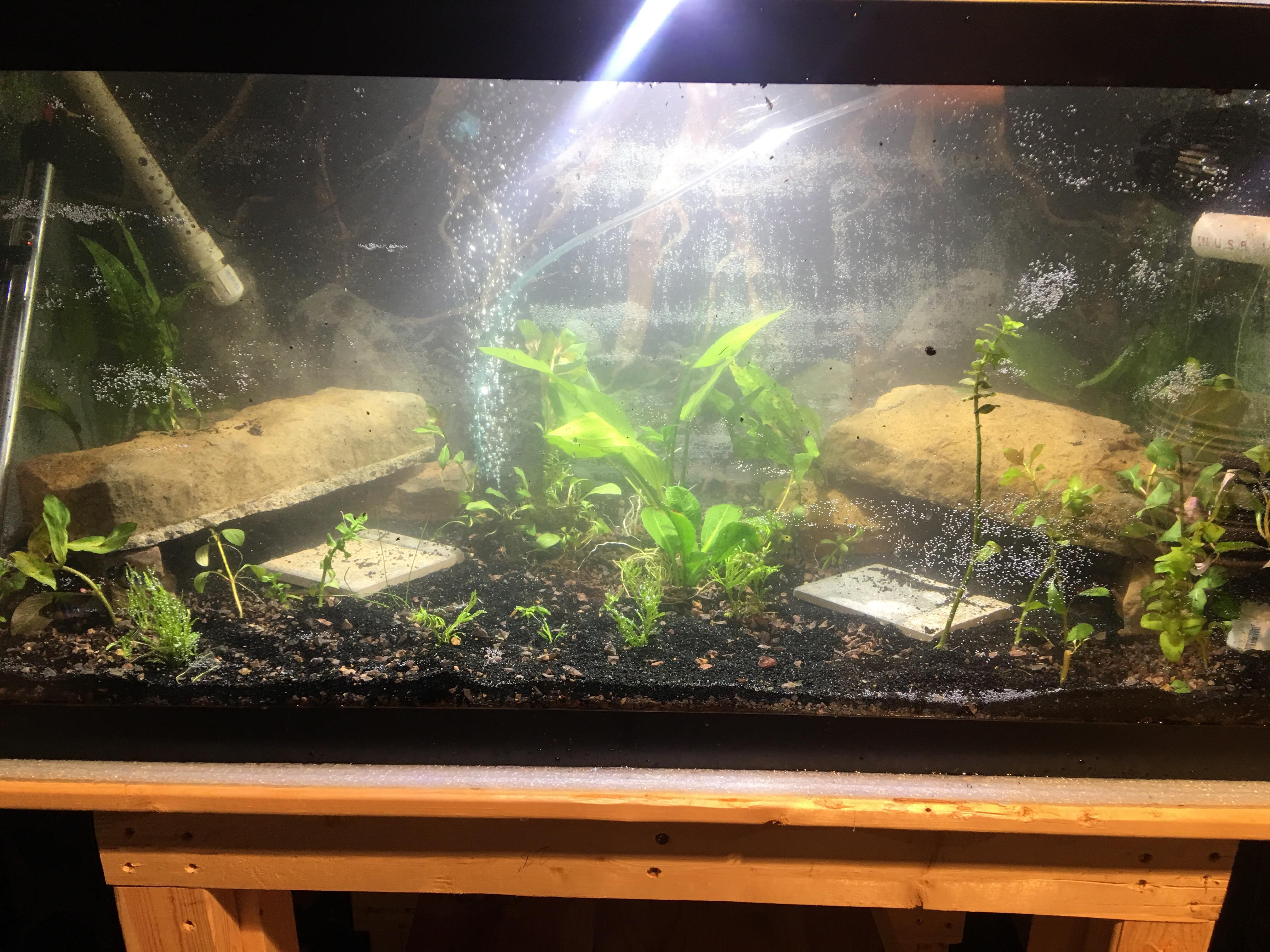 Blue ram breeding tank r/PlantedTank