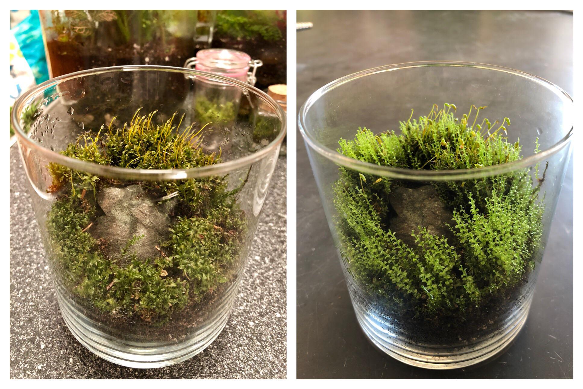 Beforeandafter of 2 weeks’ growth in one of my small mossy homes