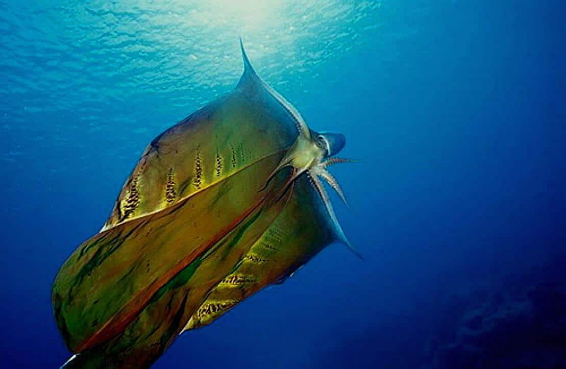 🔥 Blanket octopus looking awesome r/NatureIsFuckingLit