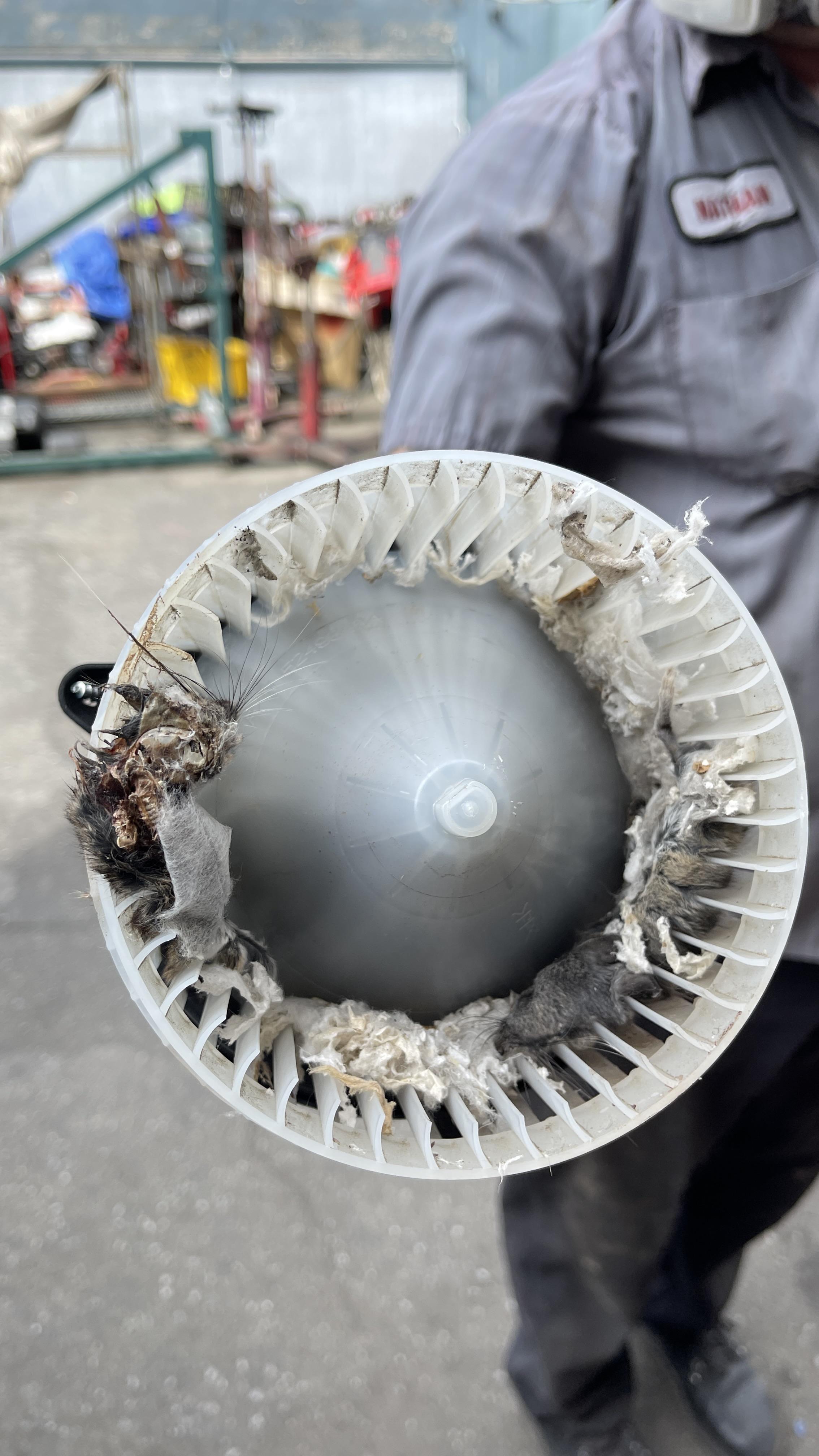 C/s stinky car and squeaking noise coming from inside the dash. : r