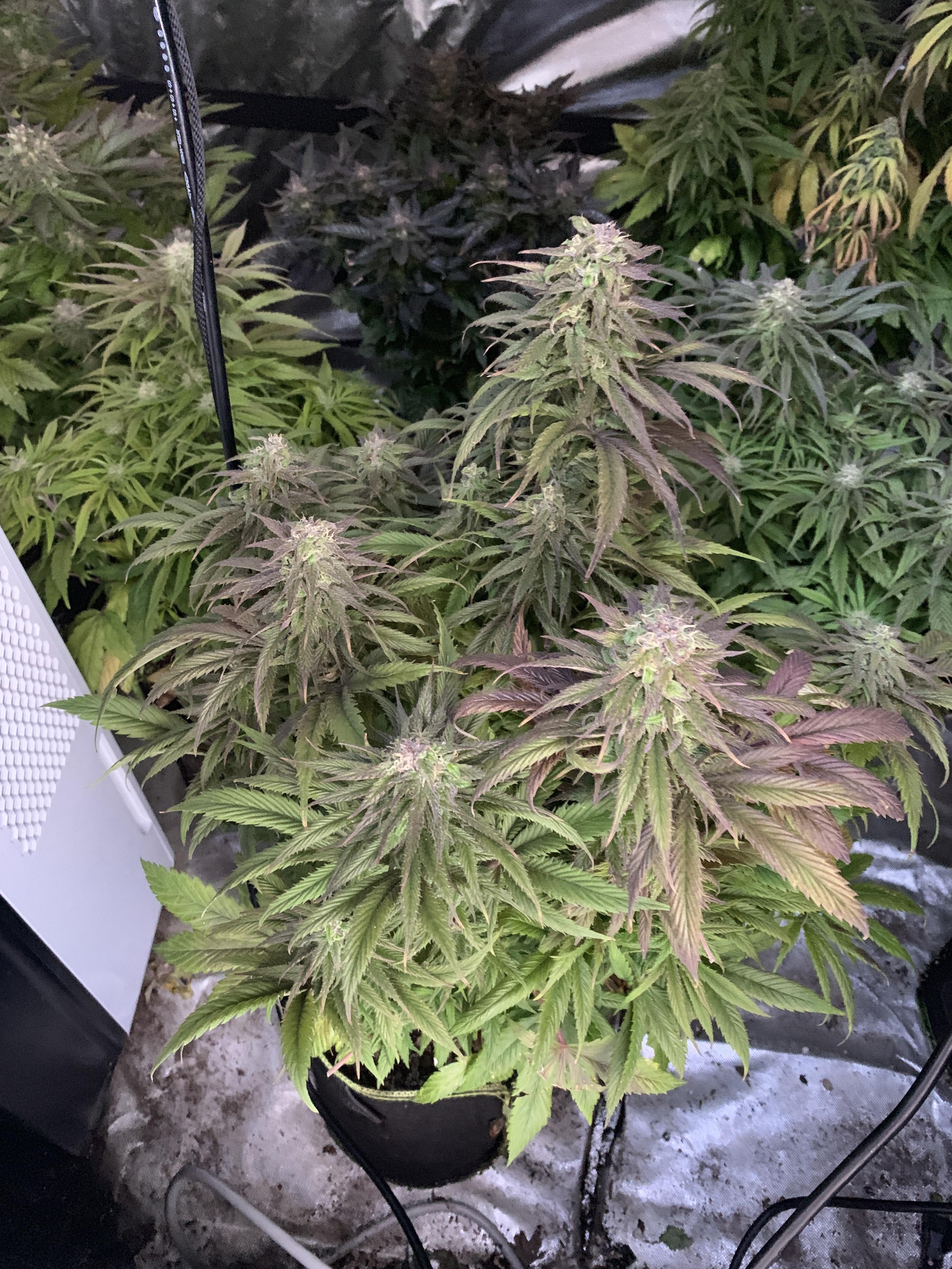 Melon Gum Best Looking Strain Ever. r/microgrowery