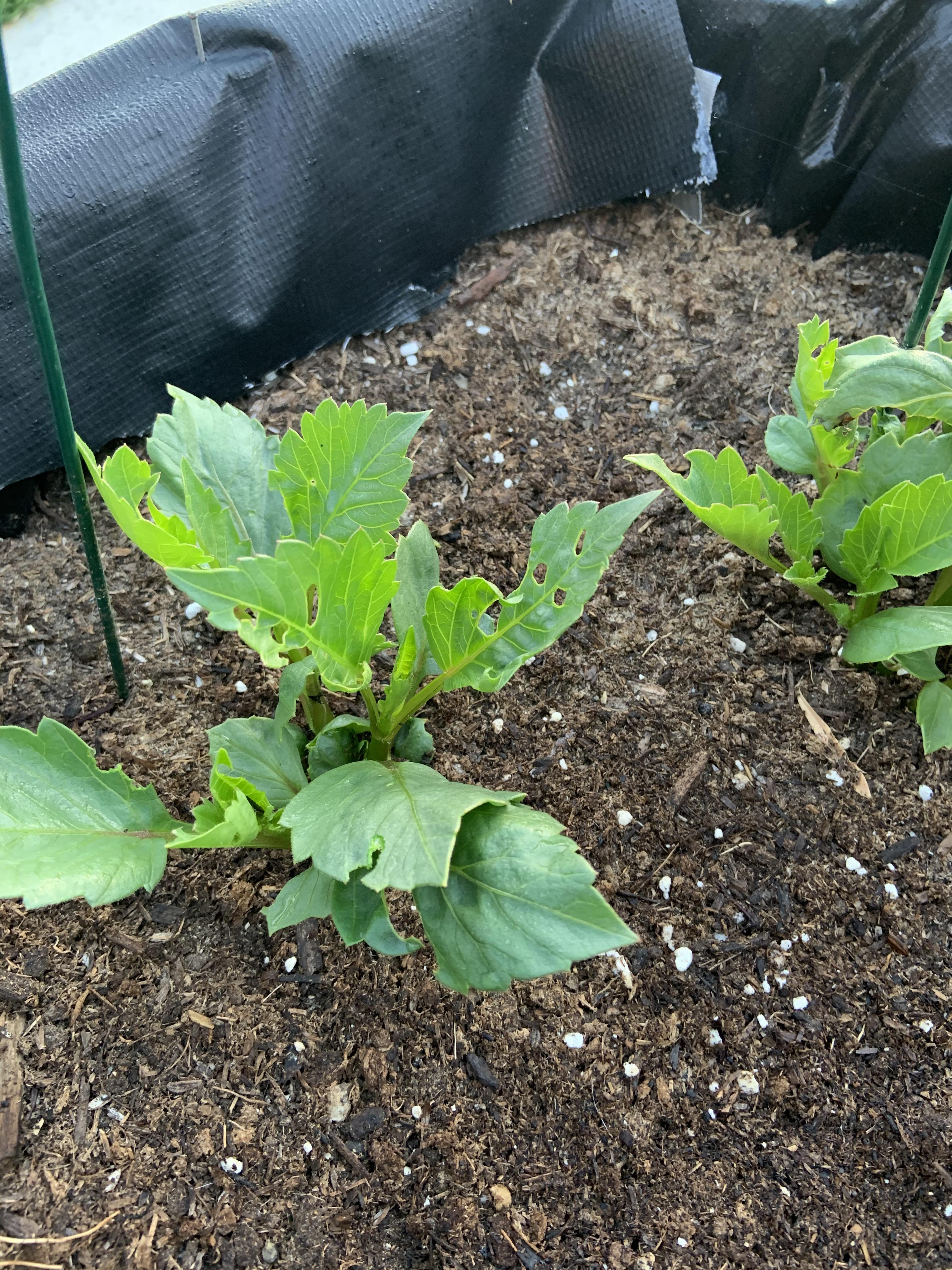 What’s Eating my Dahlias in a raised planter? r/gardening