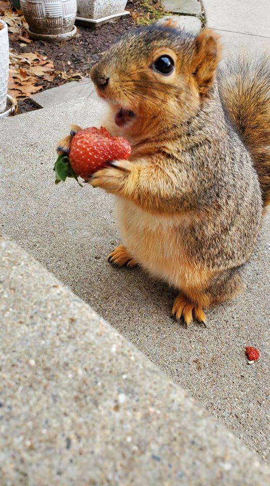 PsBattle This squirrel eating a strawberry
