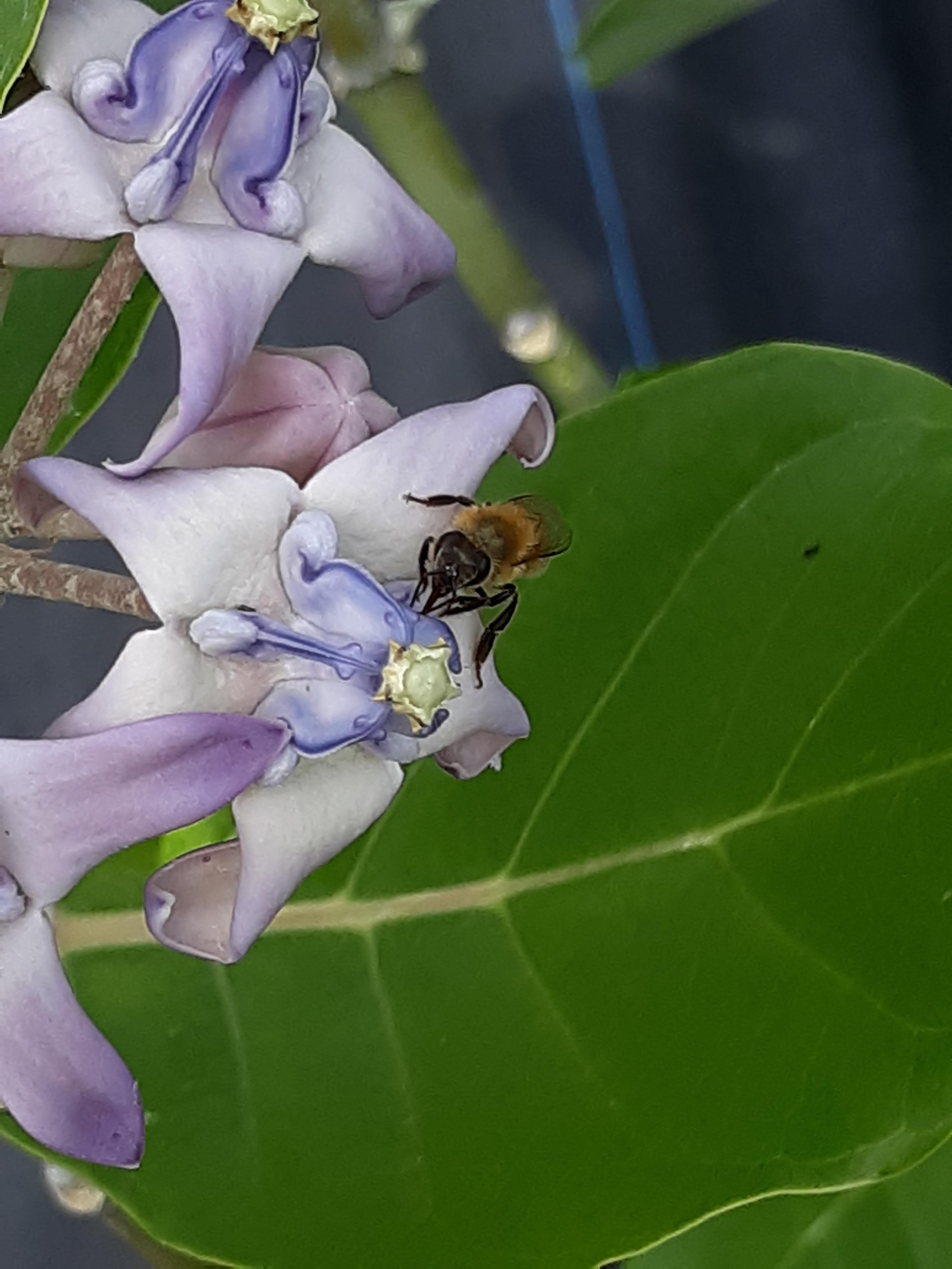 Giant milkweed (Calotropis gigantea). Cocoa Beach Fl. r/gardening