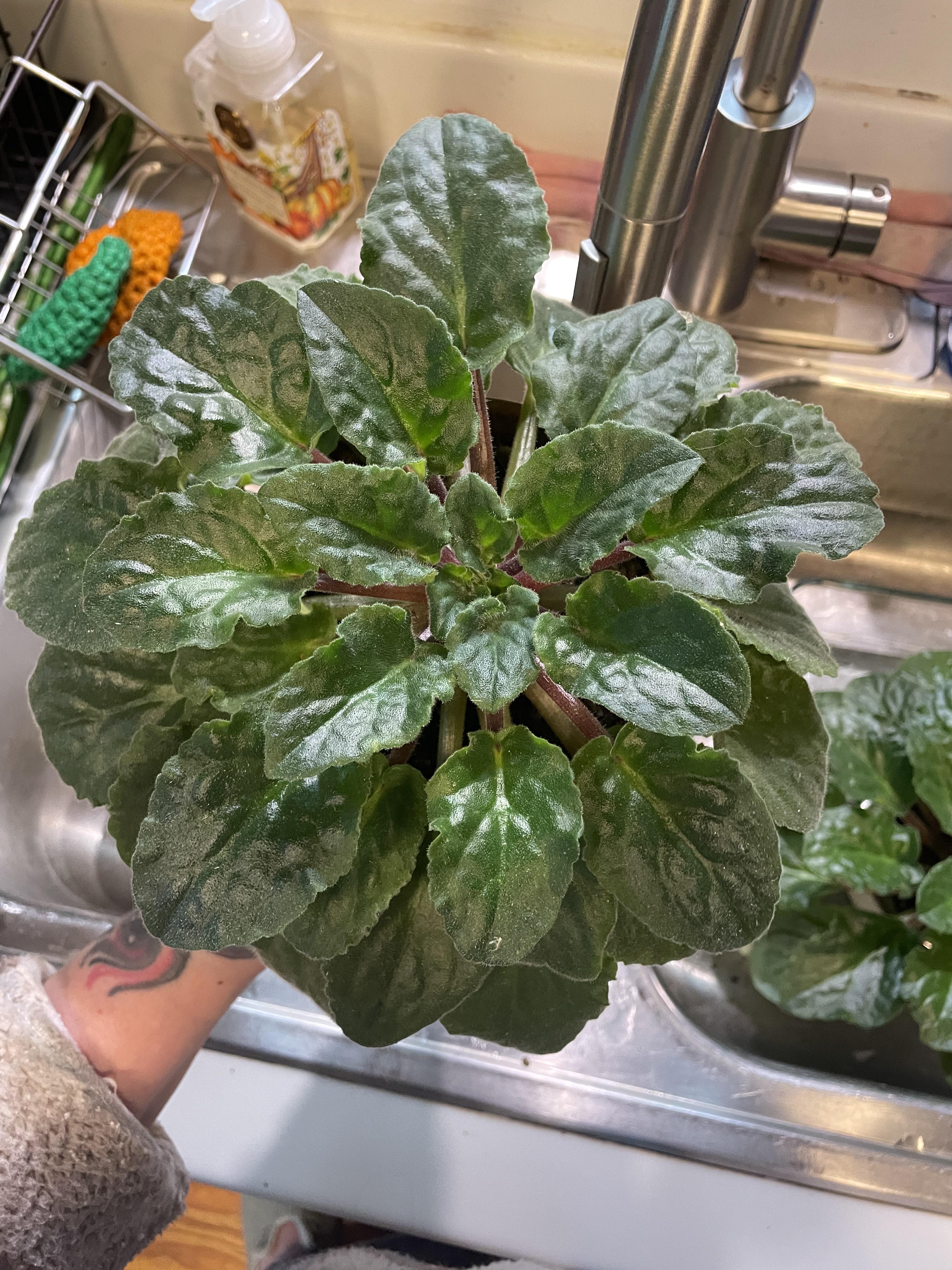 Why are my violets leaves turned spade shaped? I’ve never had this