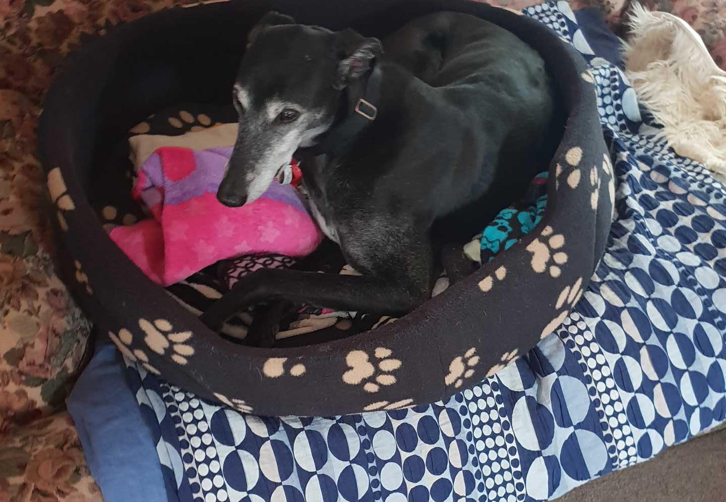 Greyhounds suprinsgly like the smaller beds r/Greyhounds