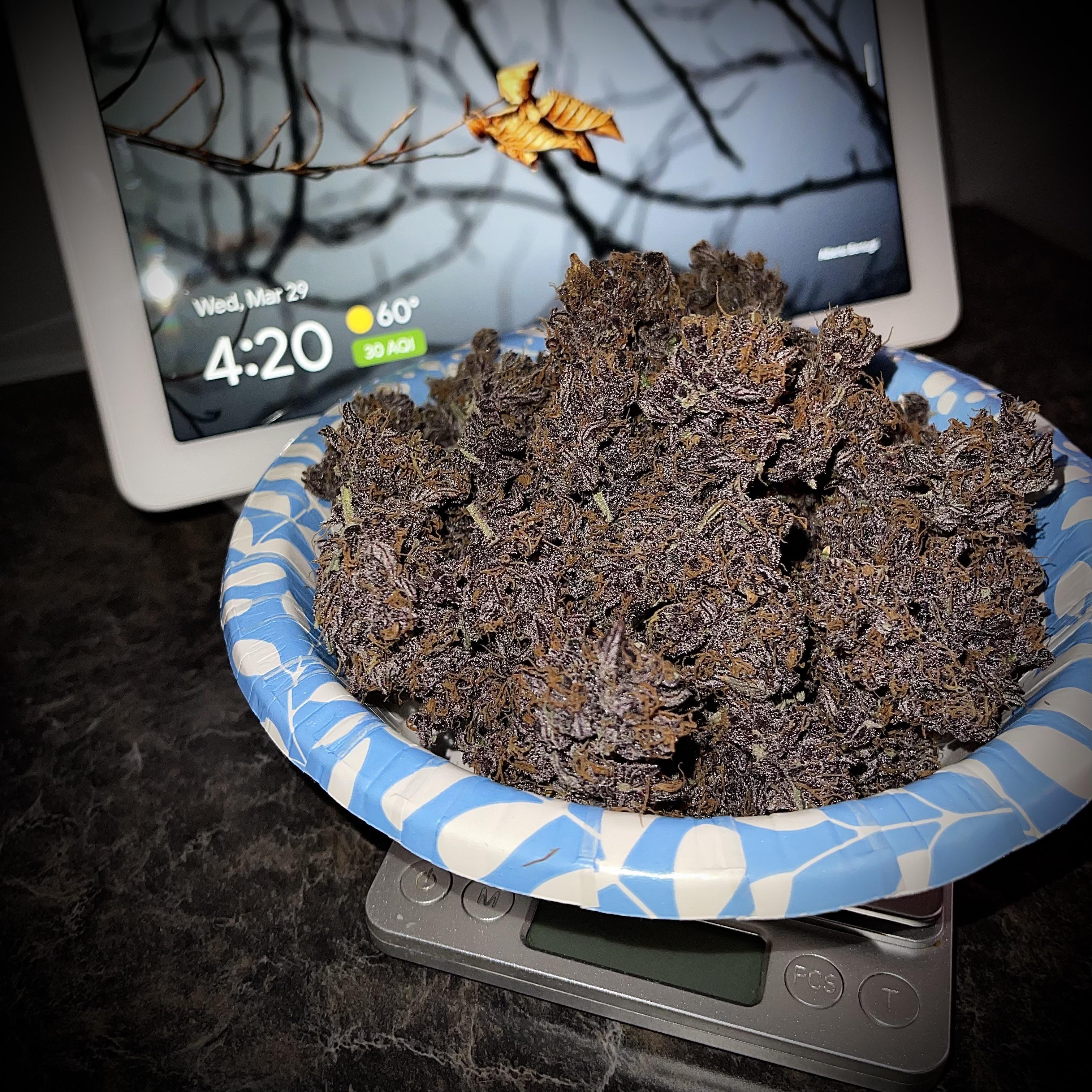 194 best Blueberry Auto images on Pholder Autoflowers, Microgrowery