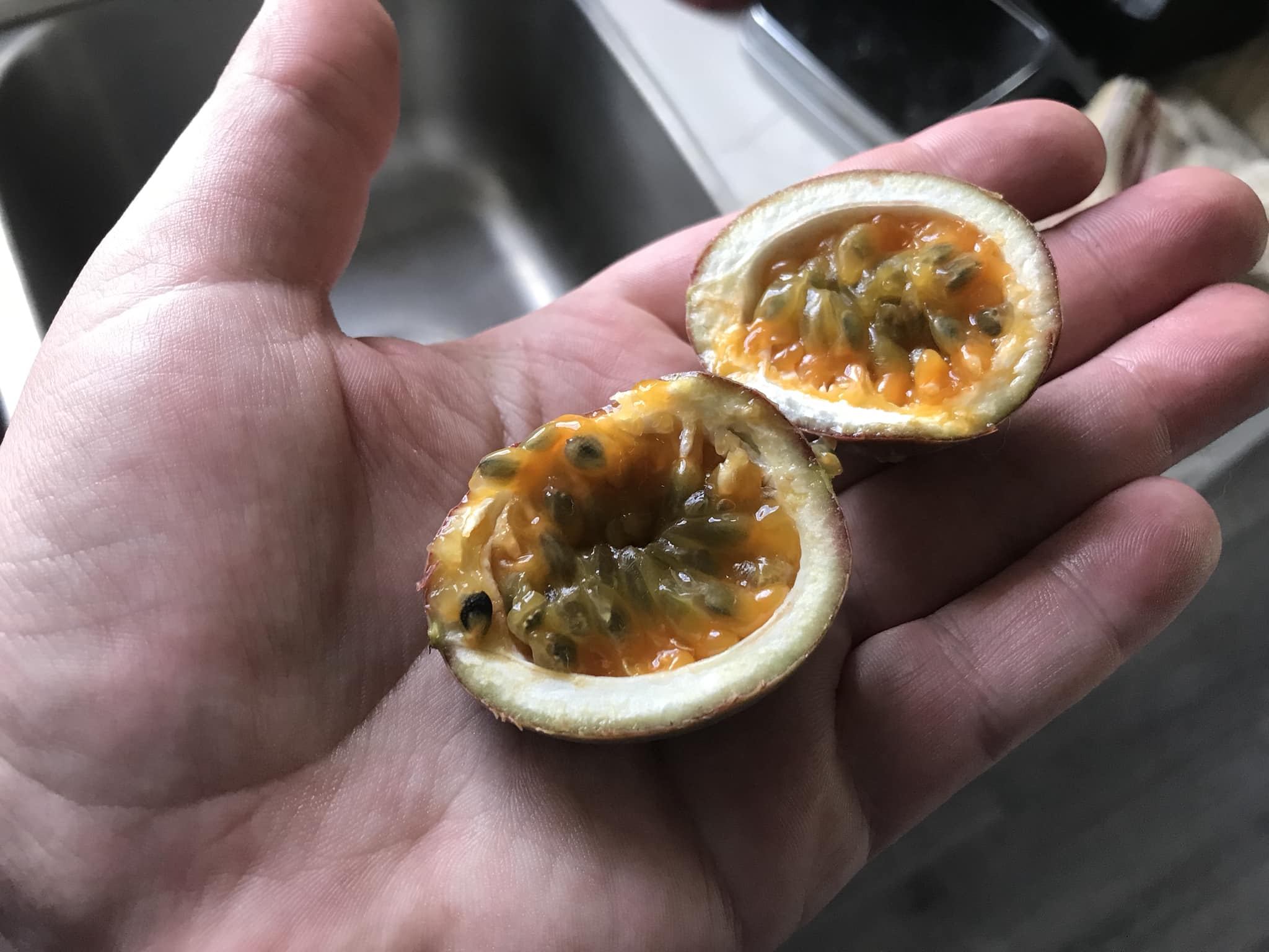 The passion fruit vine that I've been growing in a pot since summer of