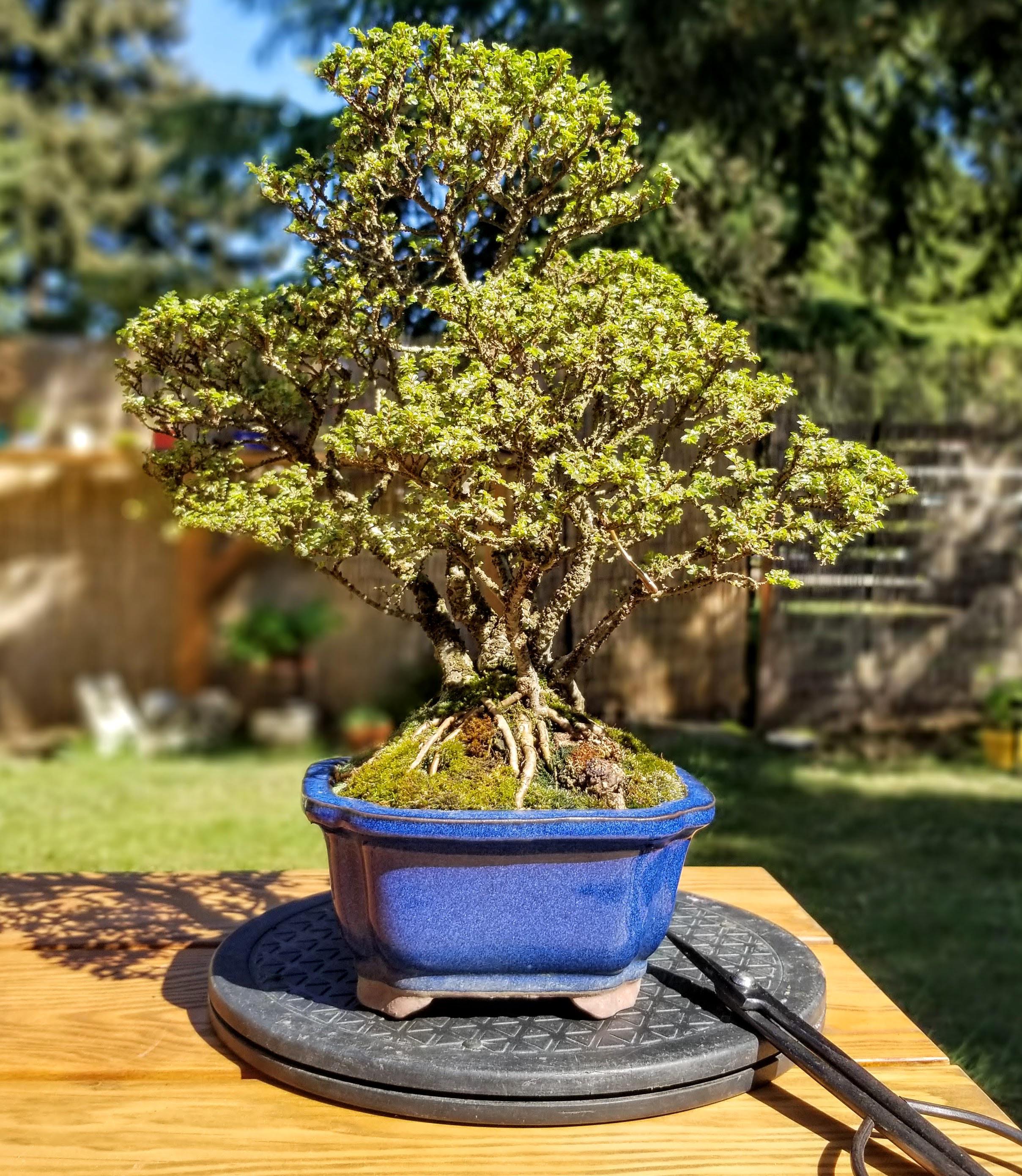 Hokkaido elm shohin clump r/Bonsai