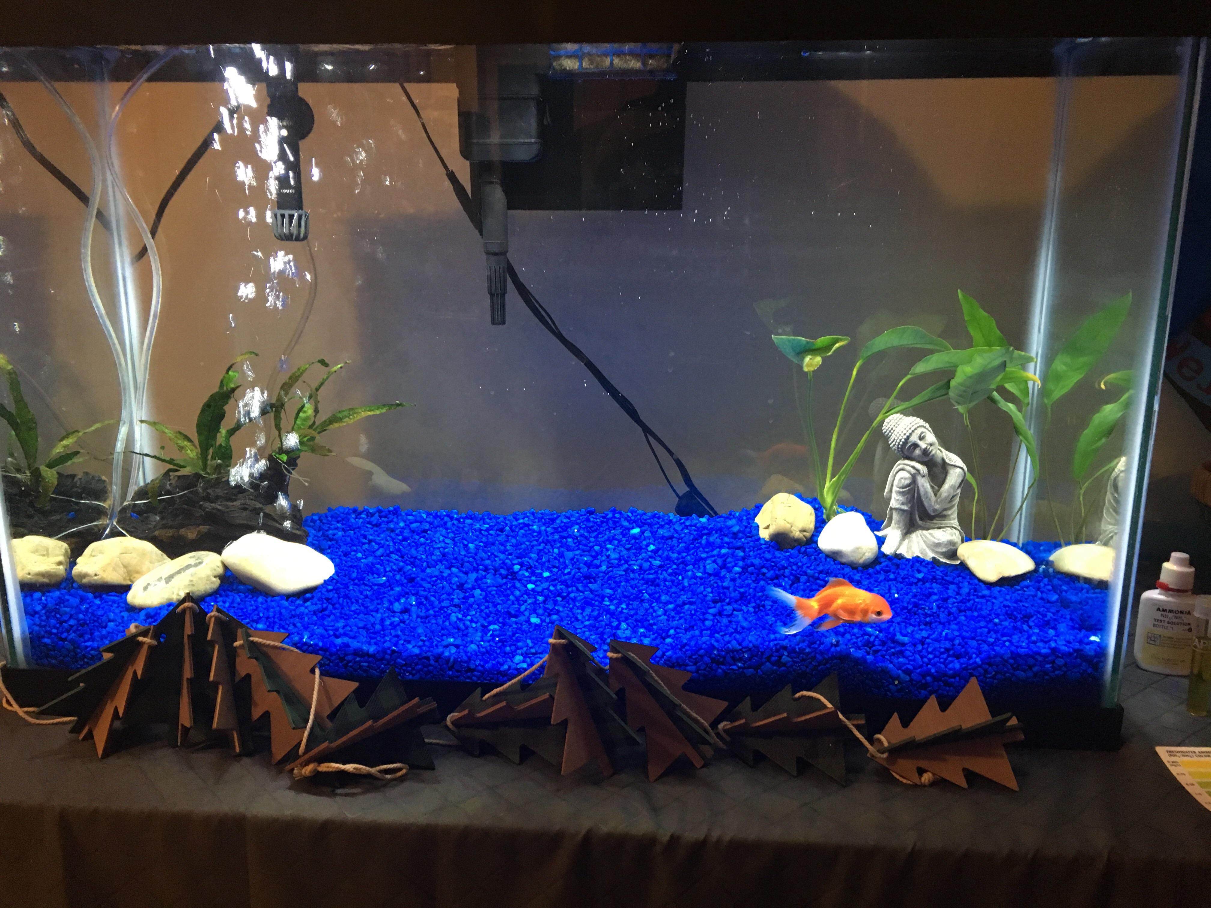 This is my 29 gal Oranda goldfish tank. There were two in here but one