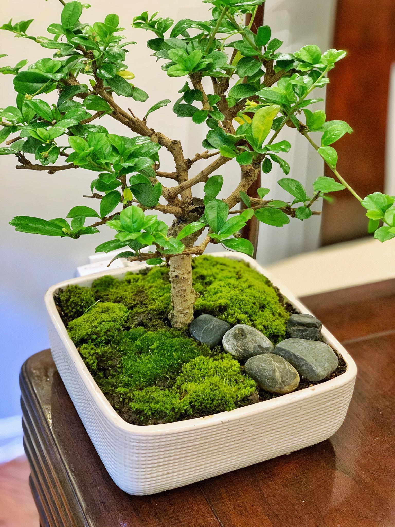 Replaced my mallsai's crappy moss and glued gravel with my own moss r