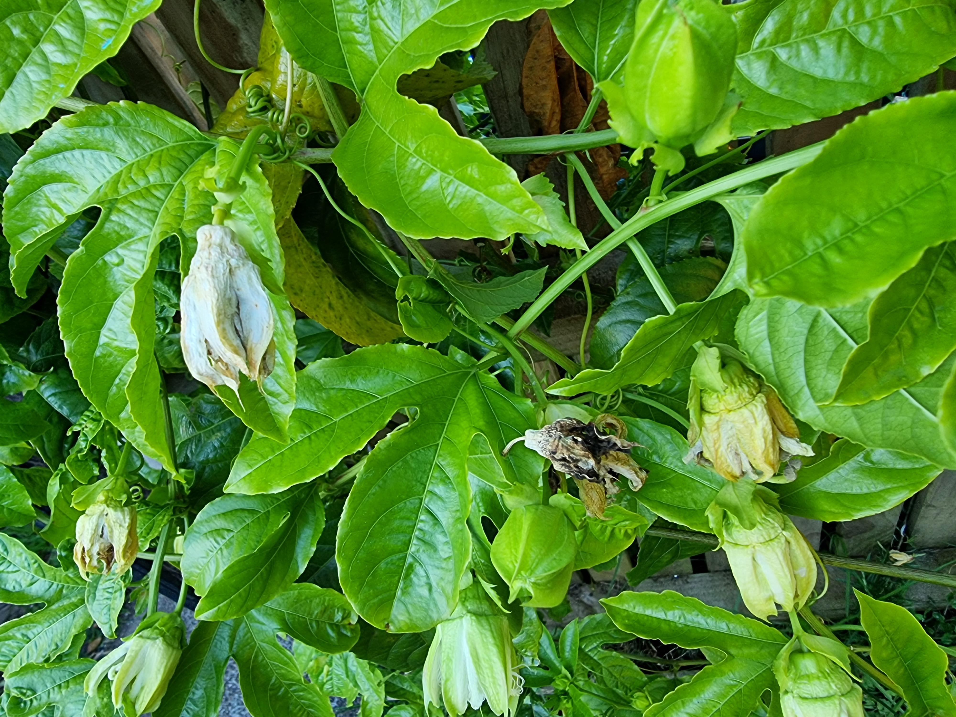 A few passionfruit flowers look wrong r/nzgardening