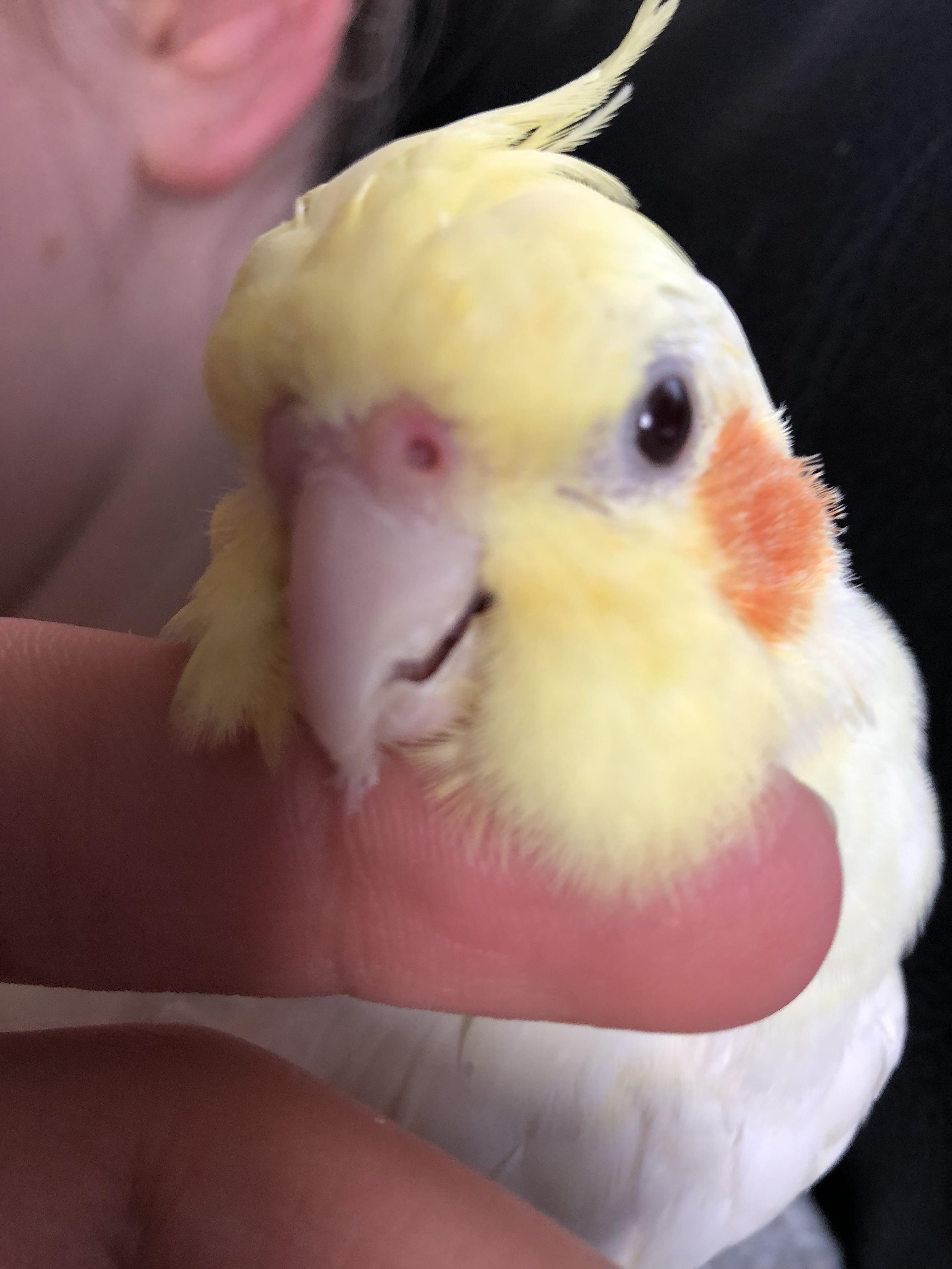 His nostrils look more red than normal. Is this blood? What should I do