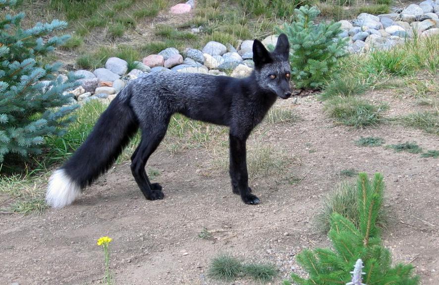 Rare melanated Red Fox. r/interestingasfuck