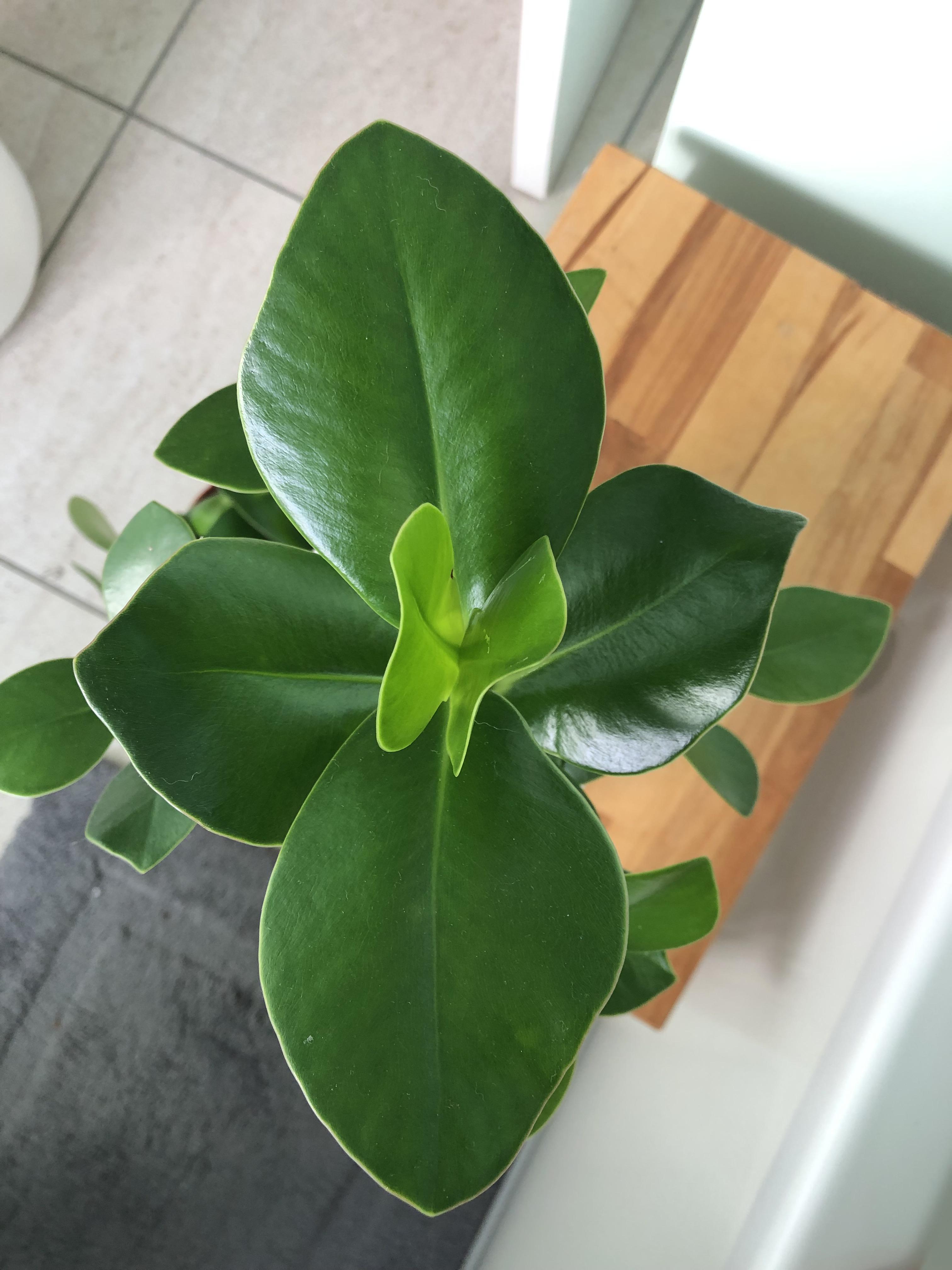IKEA always gets me! This is my clusia, a plant that reminds me of my