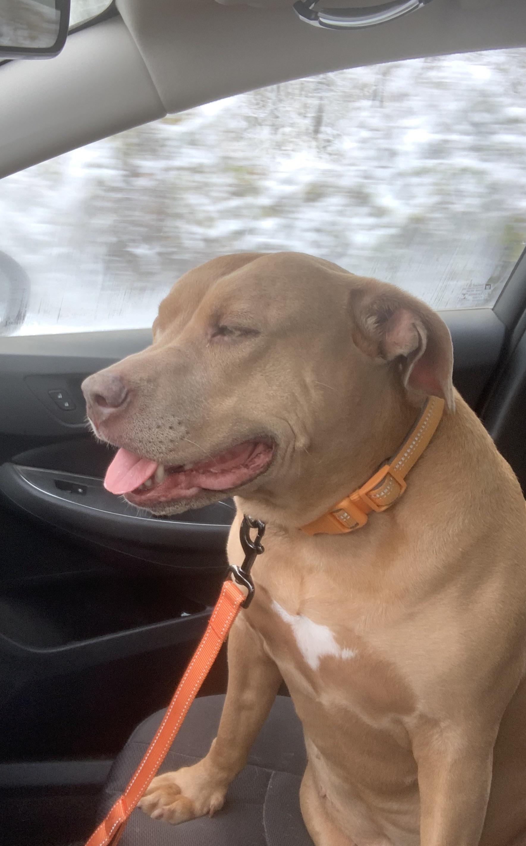 My first dog, 10 year old Jade r/rescuedogs