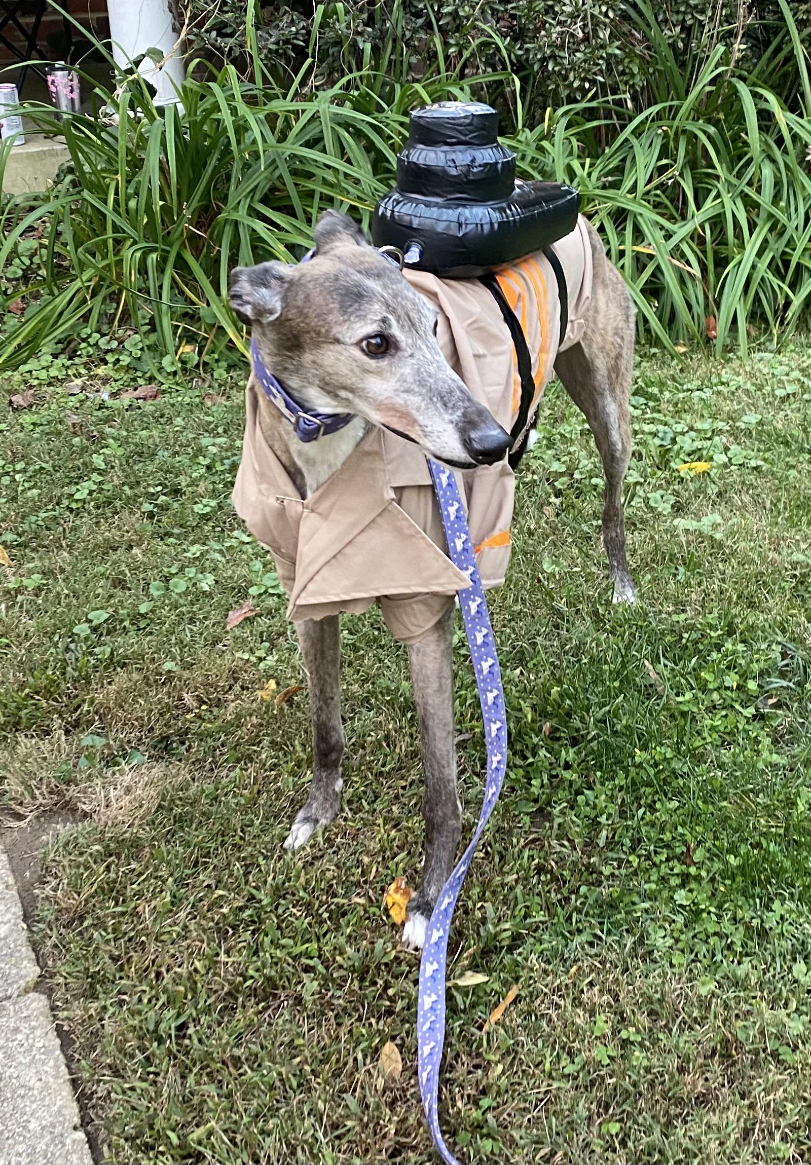 My ghostbuster. Anyone else have to use an adult human costume to fit your grey? Haha. r