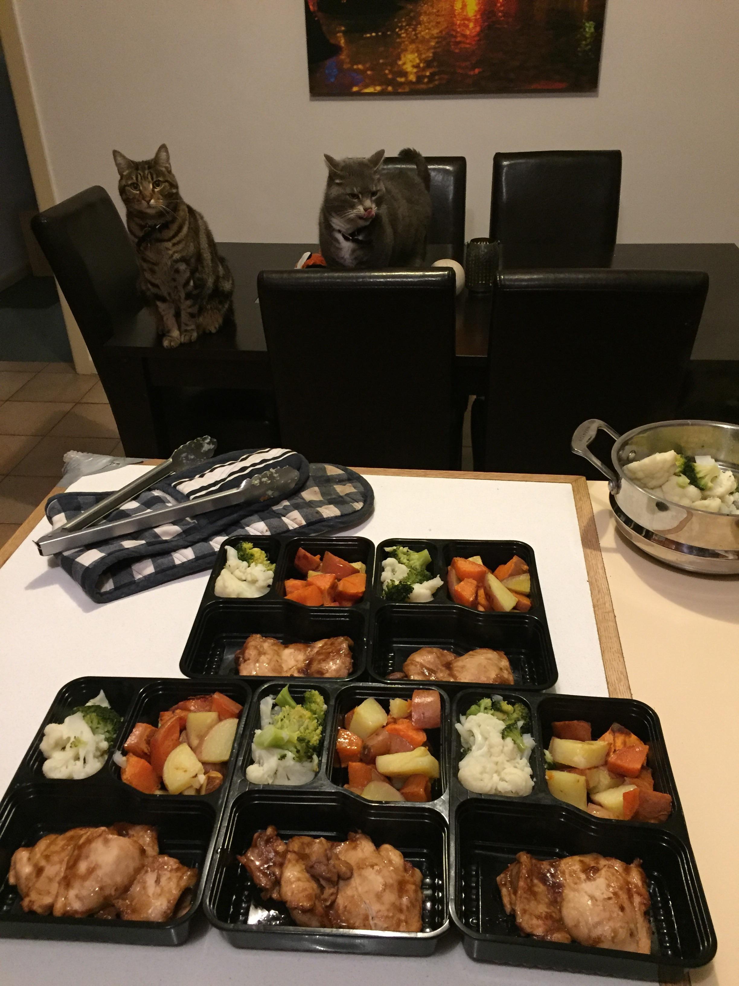 Meal prep featuring my hungry cats r/MealPrepSunday