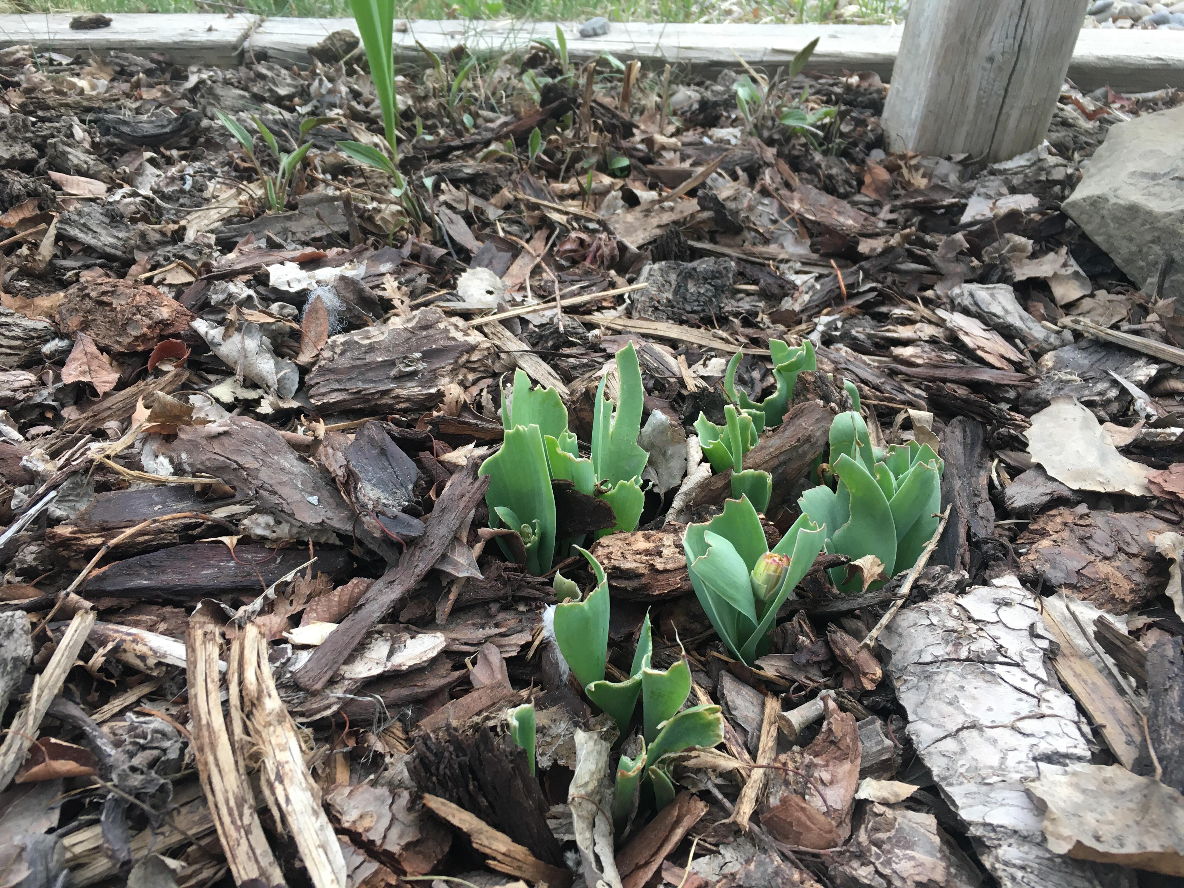 Help with rabbits eating tulips/who knows what else. There is a rabbit