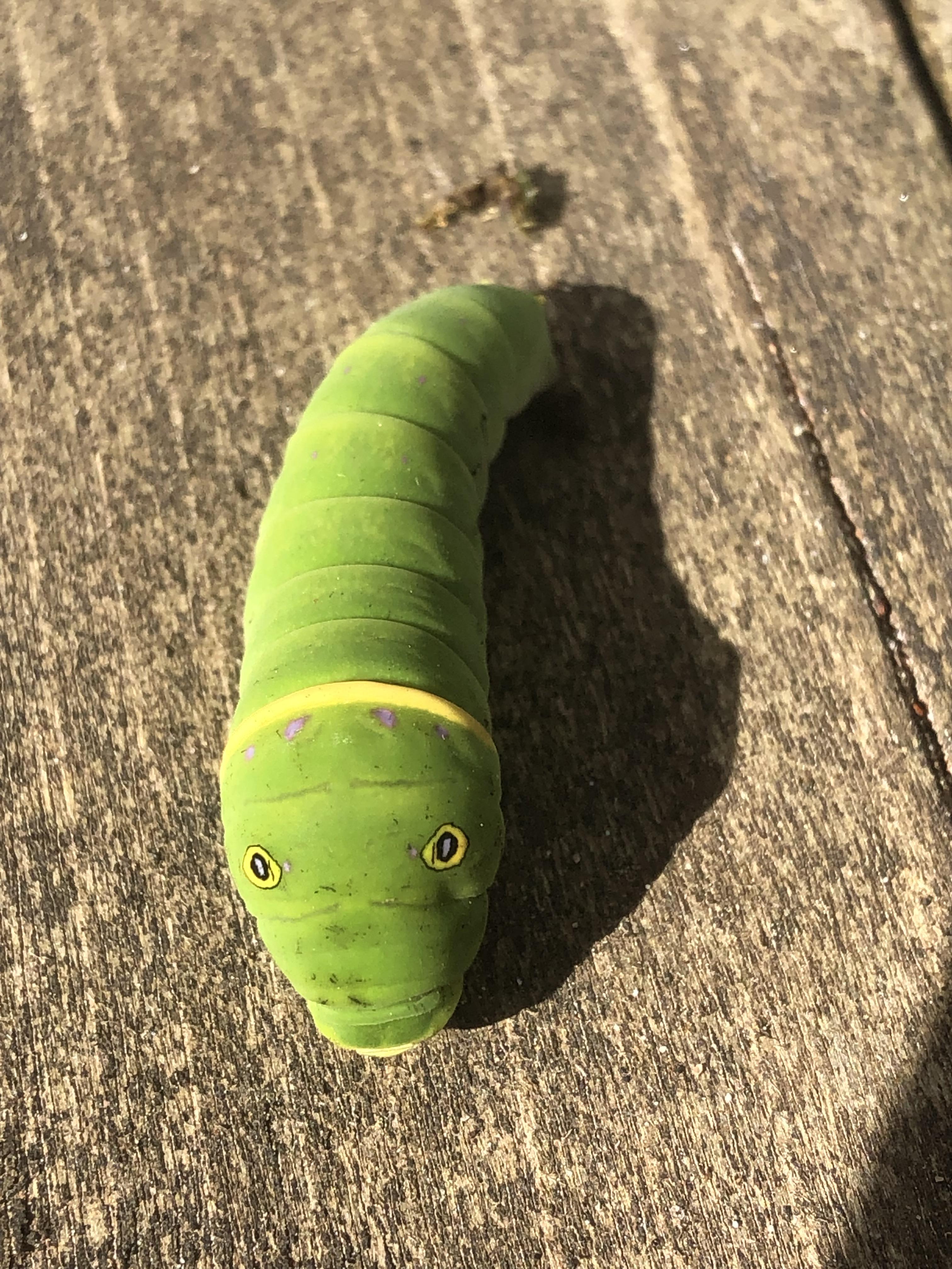 Fat, grub like caterpillar with fake eyes on top and yellow/black